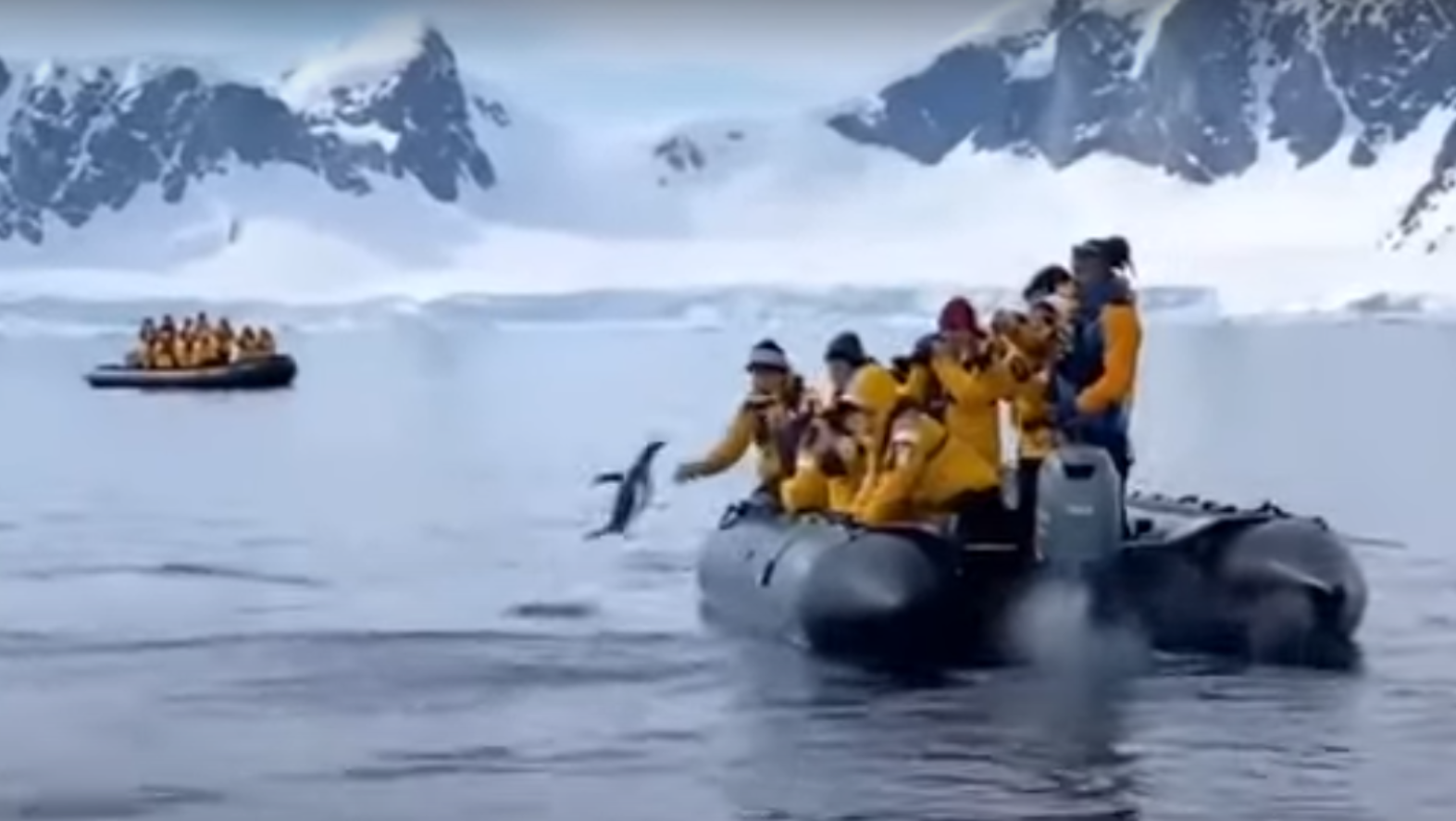 El escape del animal quedó registrado por las cámaras de los turistas que disfrutaban de una excursión.