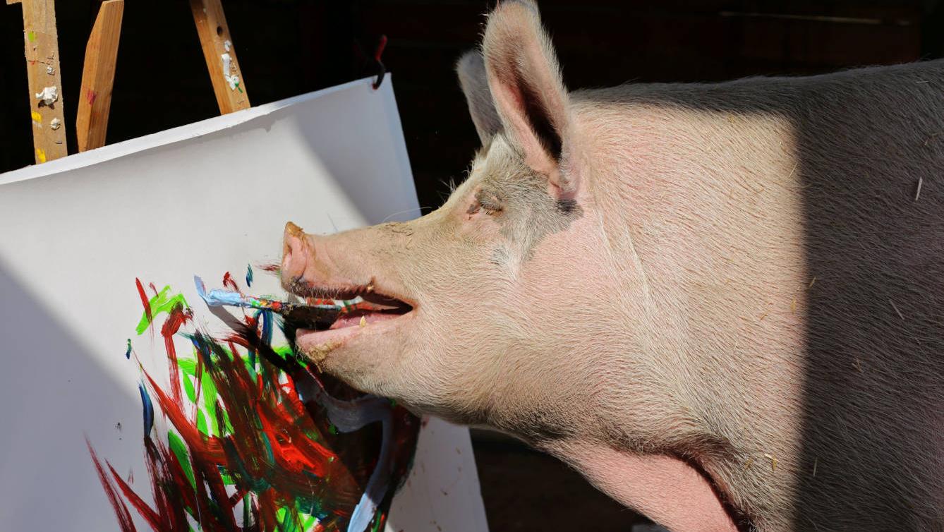 Pigcasso, es el primer animal con su propia galería de arte.