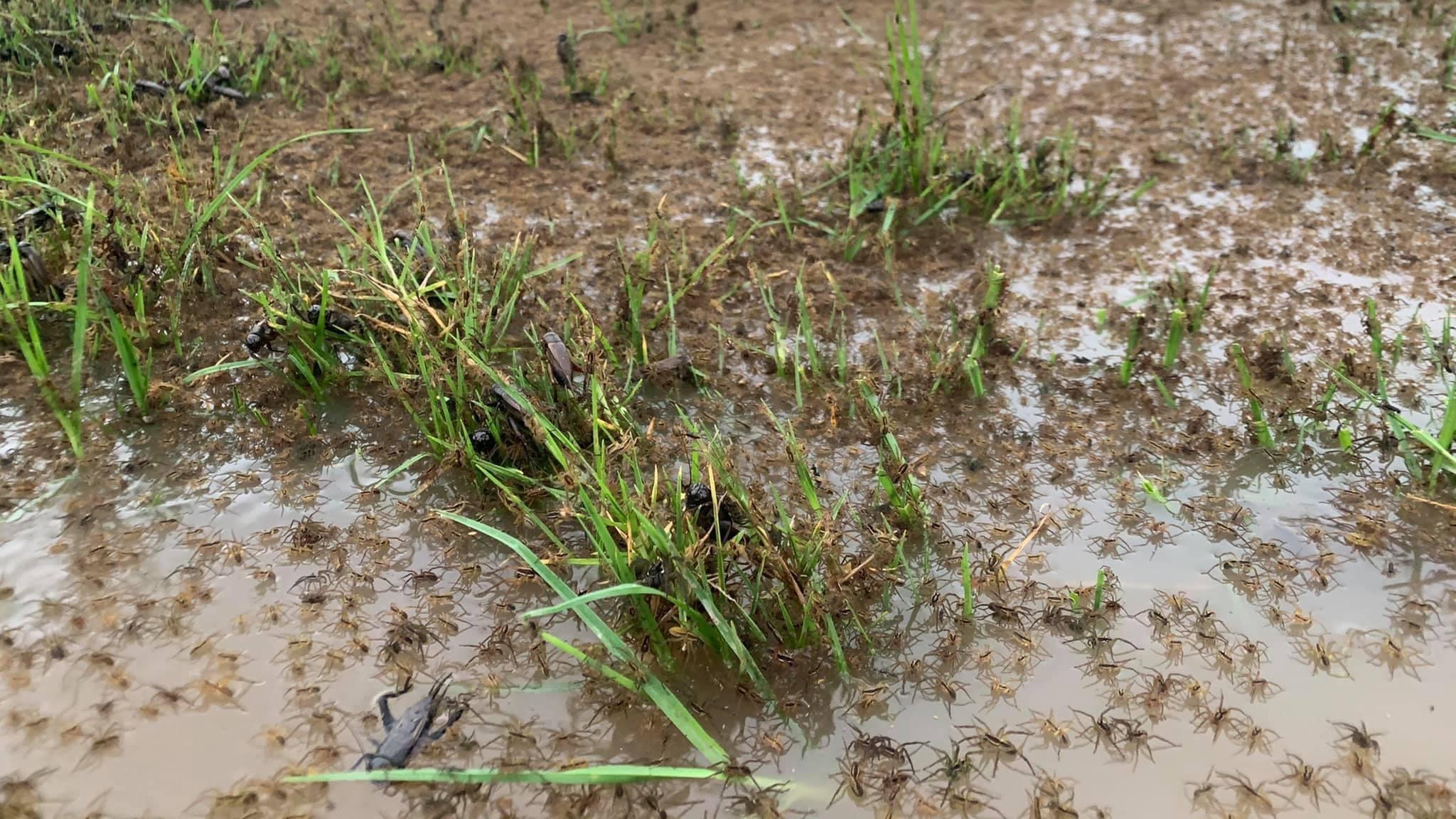 Una multitud de araña invade las casas de los ciudadanos. 