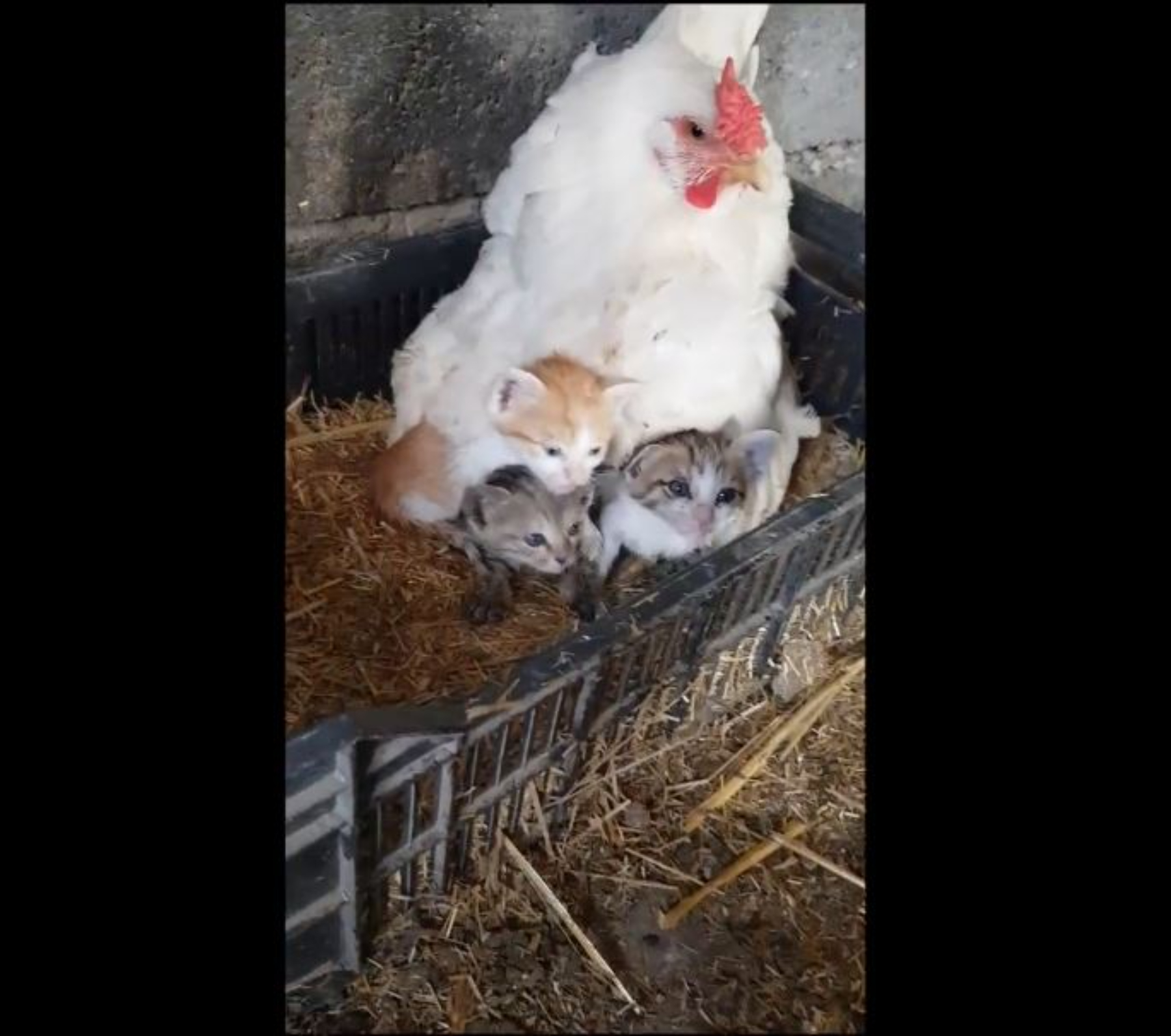 En el video se ve cómo la gallina protege a los gatos como si fueron sus crías.