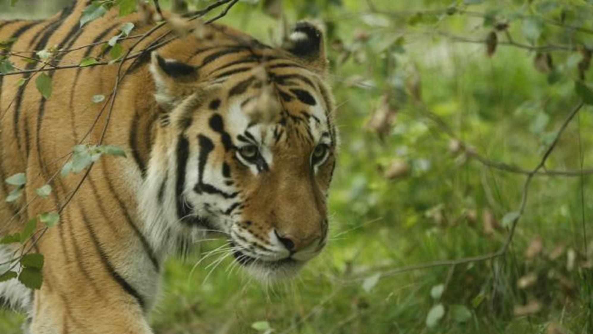 La huida de un tigre generó pánico en los residentes de una comunidad. 