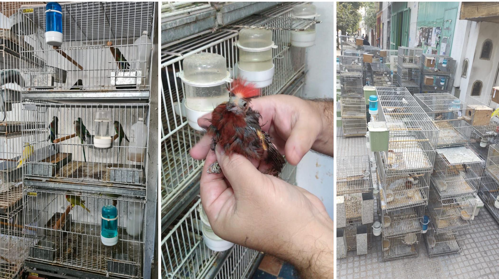 En total encontraron 362 especies de pájaros en estado de hacinamiento (Policía de la Ciudad).