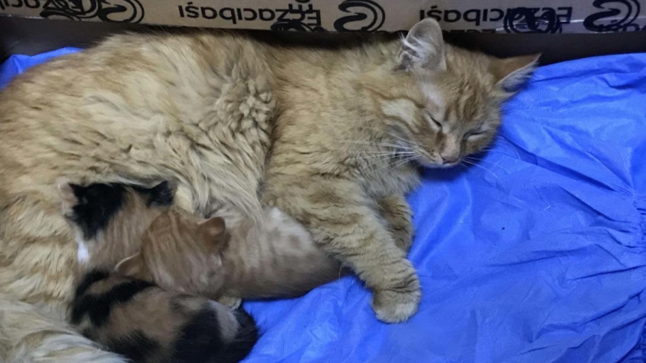 Tras recibir la atención médica, los gatitos fueron adoptados.