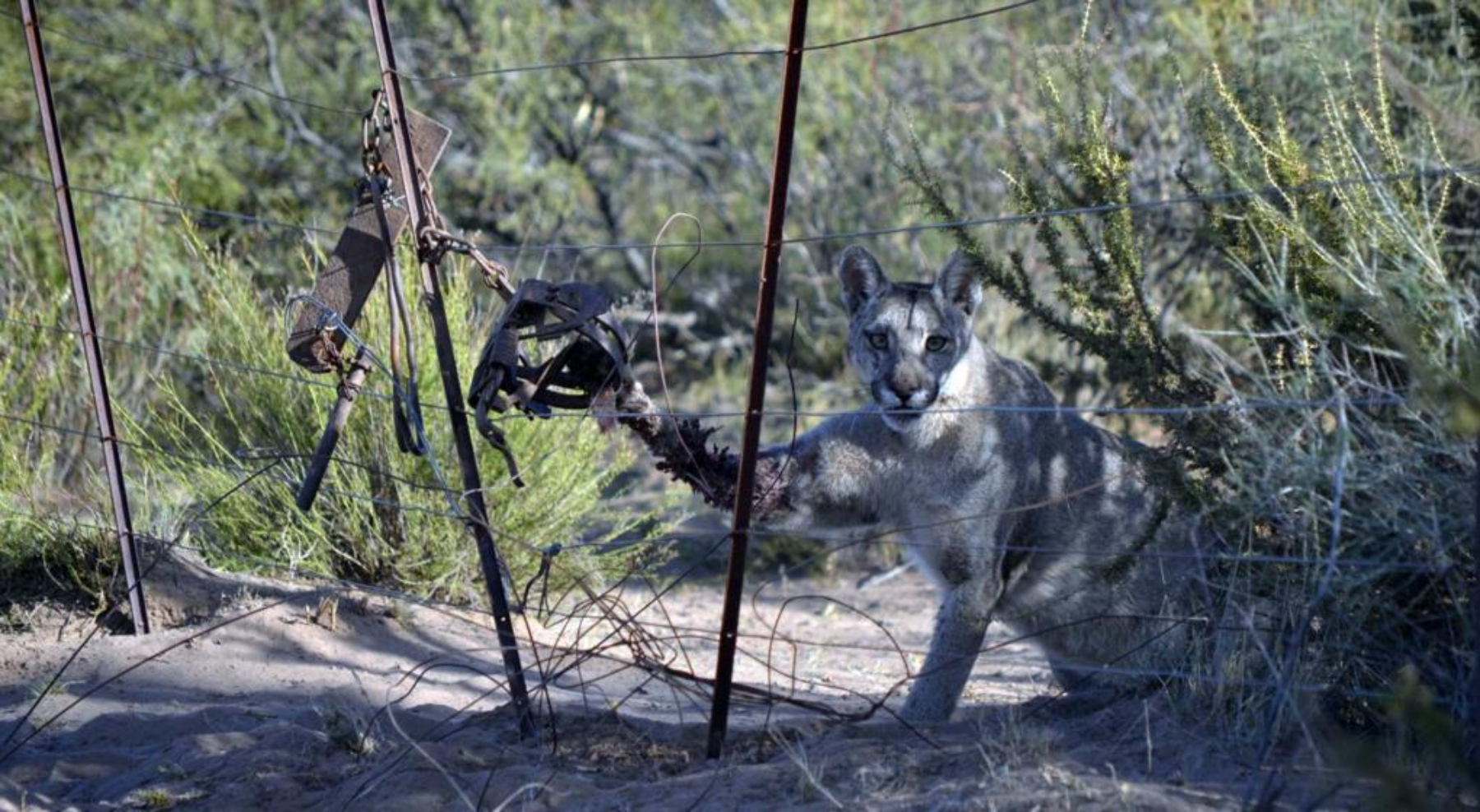 El día que encontraron a la puma herida (Gentileza PN Lihué Calel)