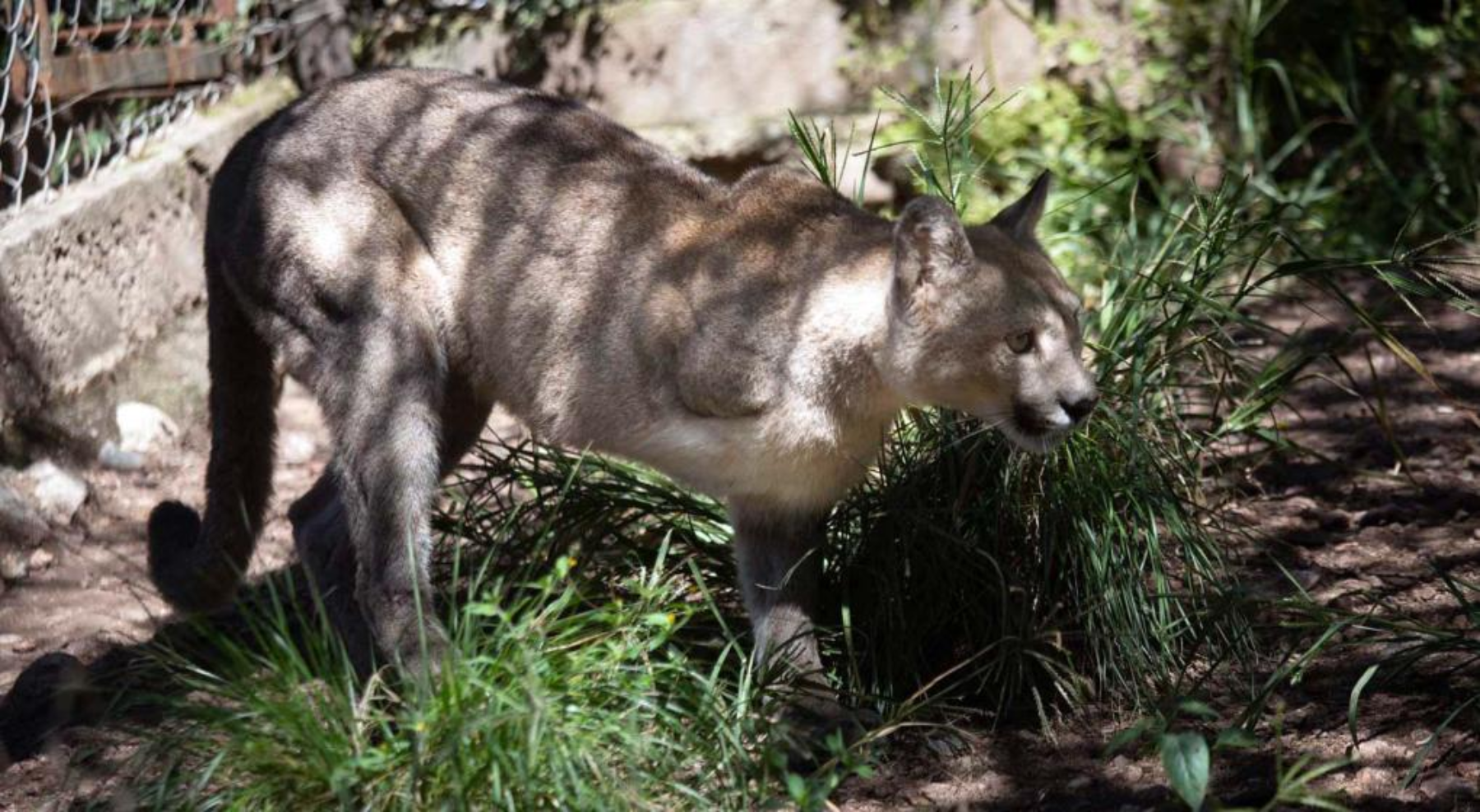 Unelén, la puma, fue víctima de una trampa de osos y perdió una de sus patas delanteras. (Gentileza La Voz).