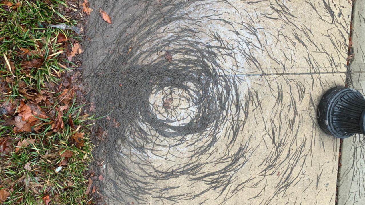 La fotografía de las lombrices fue tomada en un parque luego de un día de lluvia. 