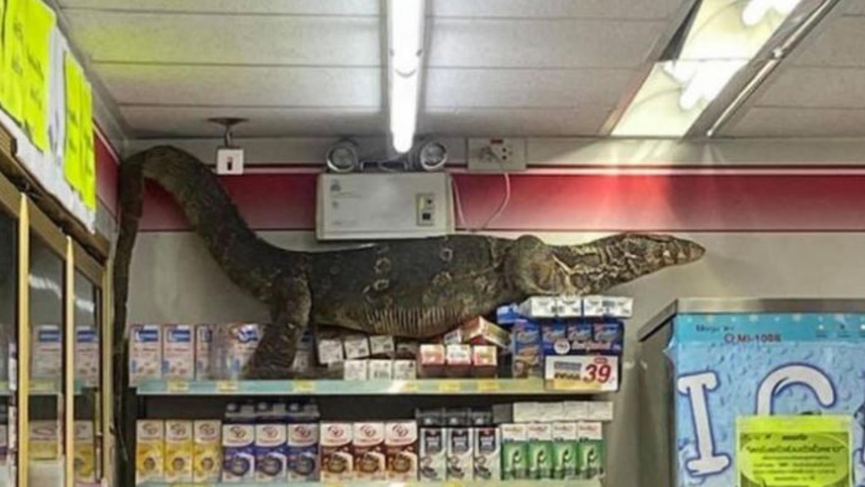 El lagarto se subió arriba de las góndolas en un supermercado en Tailandia (Captura)