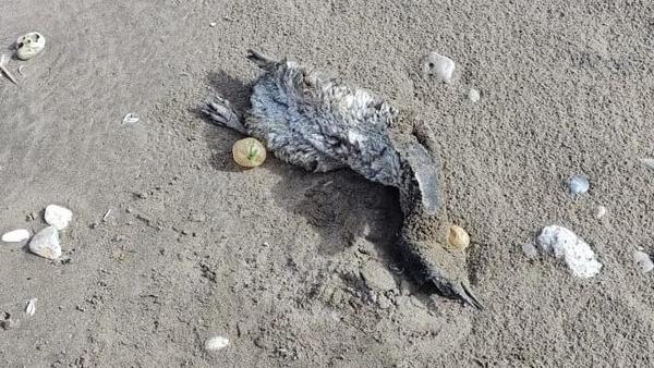 Los pingüinos muertos venían procedentes de la Patagonia. (Foto gentileza: 0223)