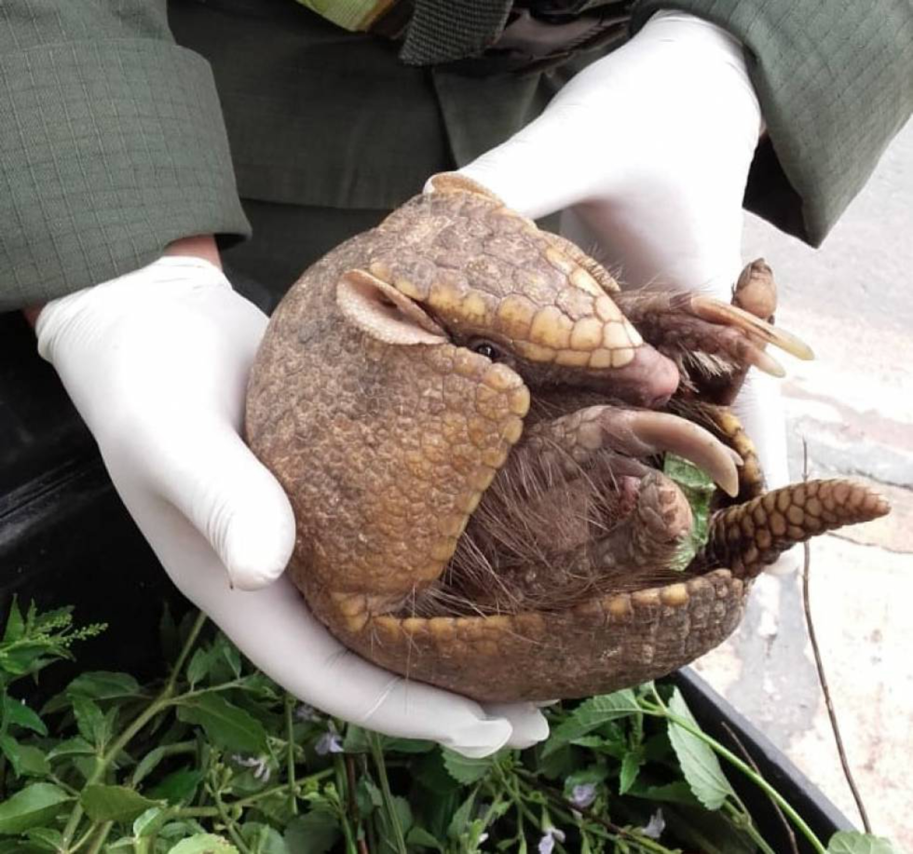 El animal se encuentra en buen estado de salud (Gentileza Argentina Gob).