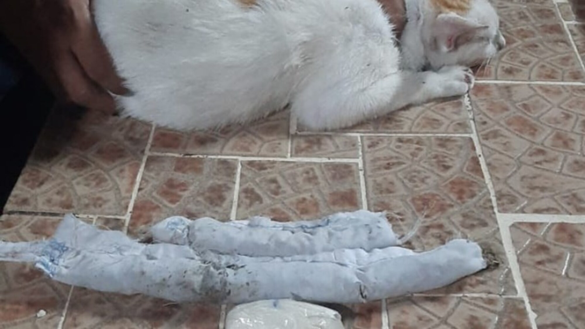 El gato junto a la droga que le habían colocado.