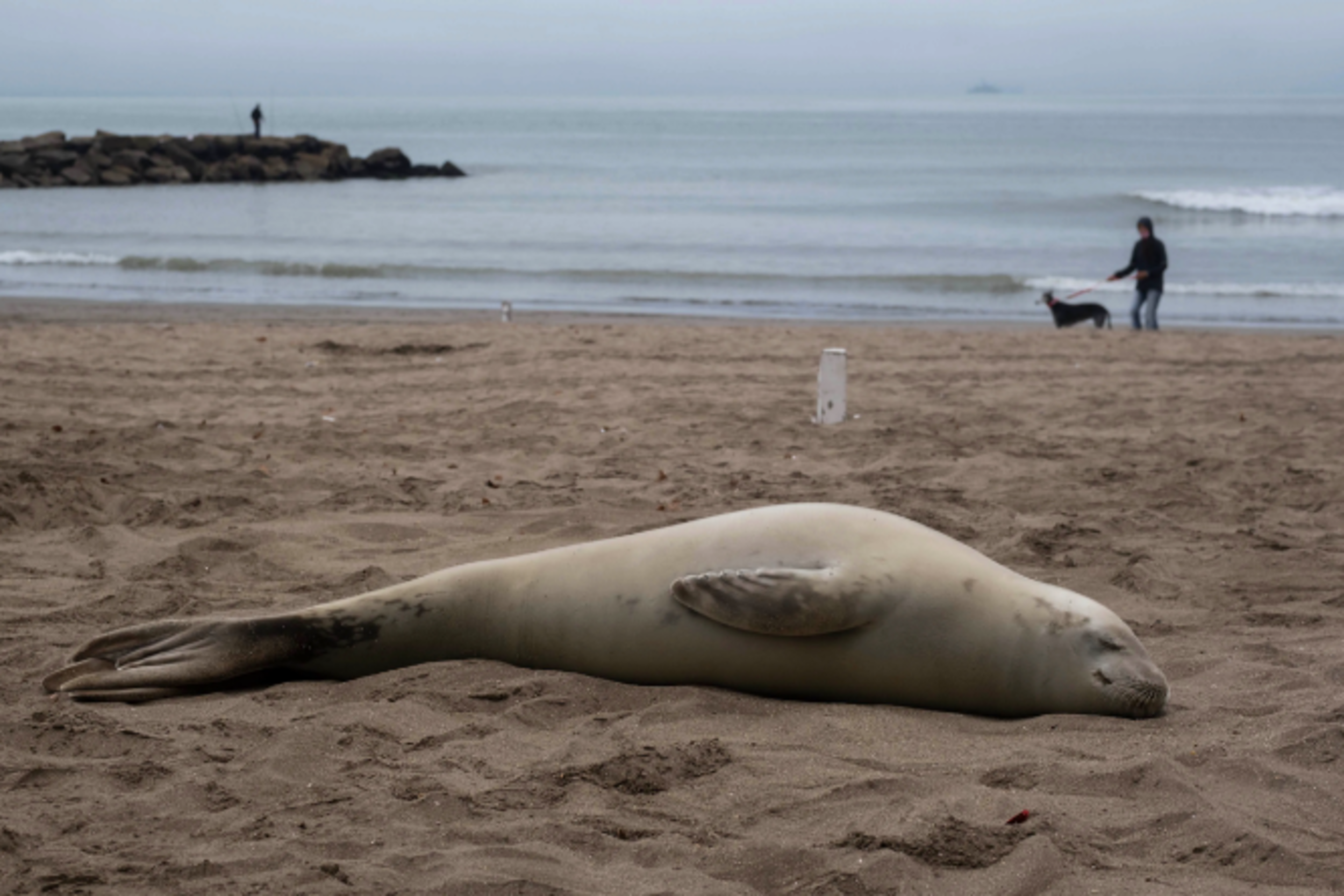 La foca cangrejera es una de las especies más abundantes de la Antártida. 