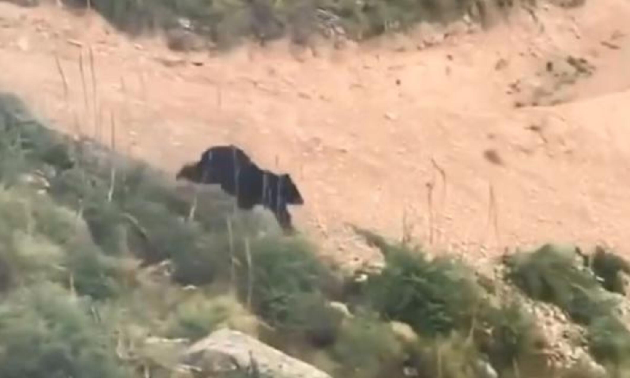 Un oso persigue a un ciclista profesional por una montaña (captura Instagram @montanaknifecompany ).