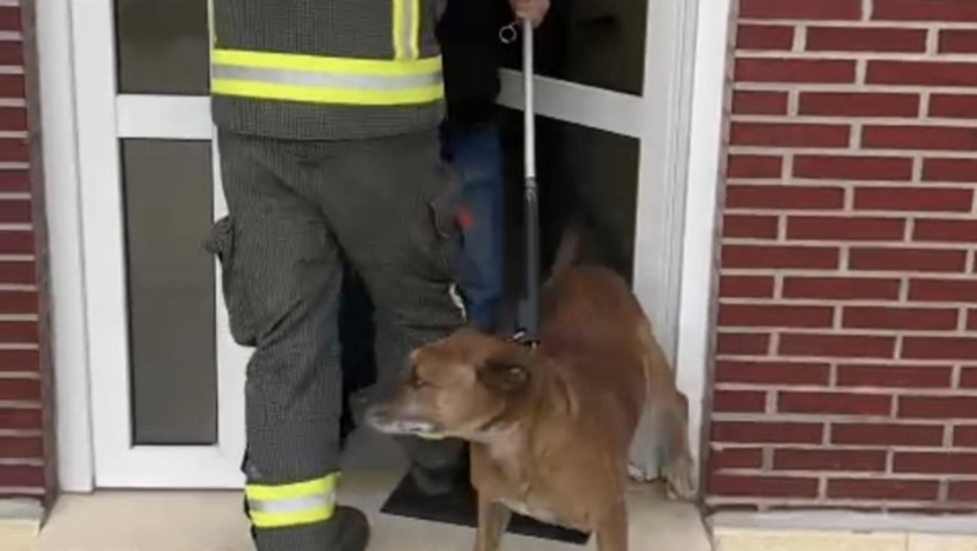 Ringo quedará al cuidado de una Asociación Protectora de Animales. (Captura video)