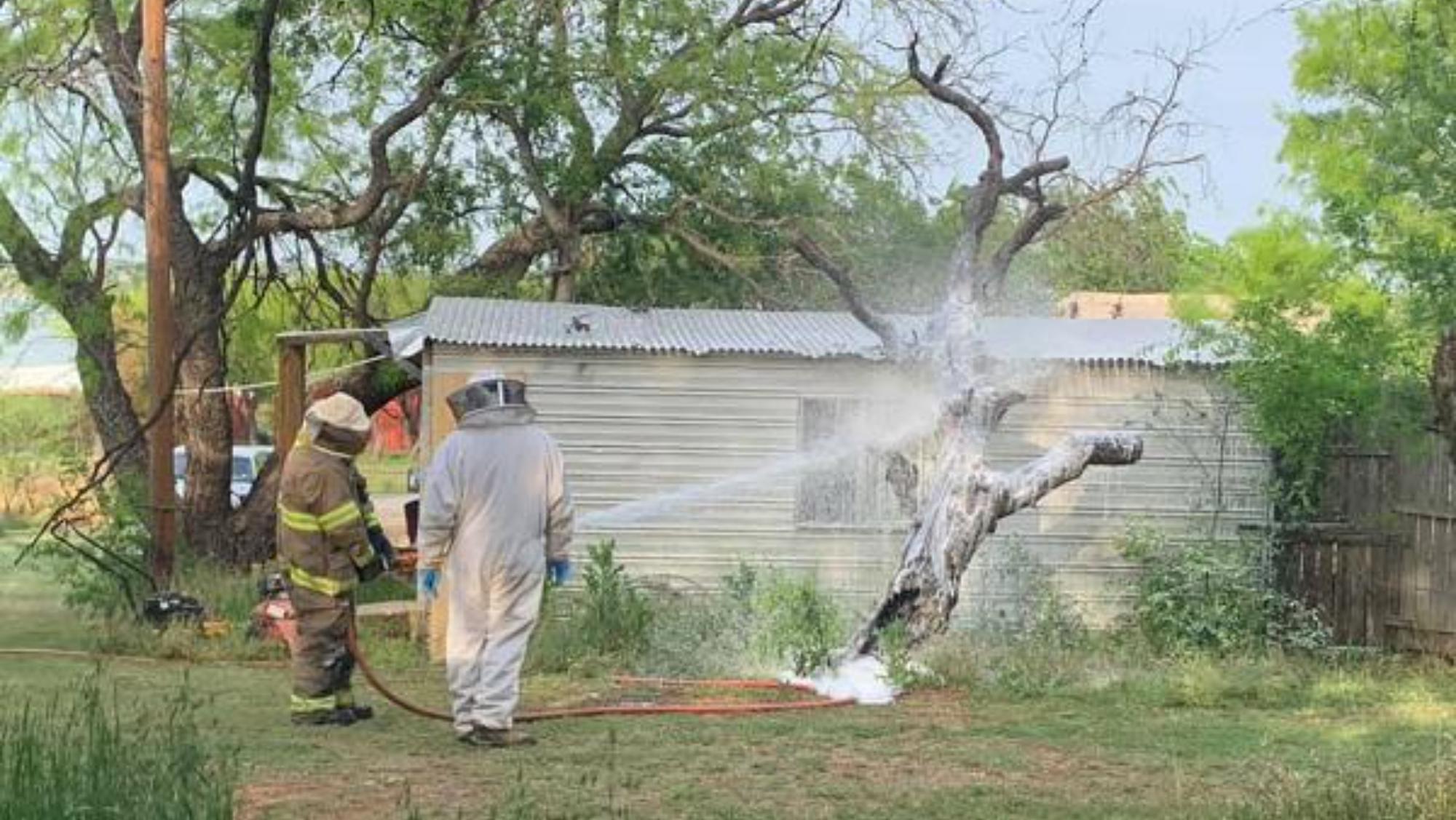 Los bomberos rociaron con espuma para exterminar el nido de abejas (gentileza Sdp)