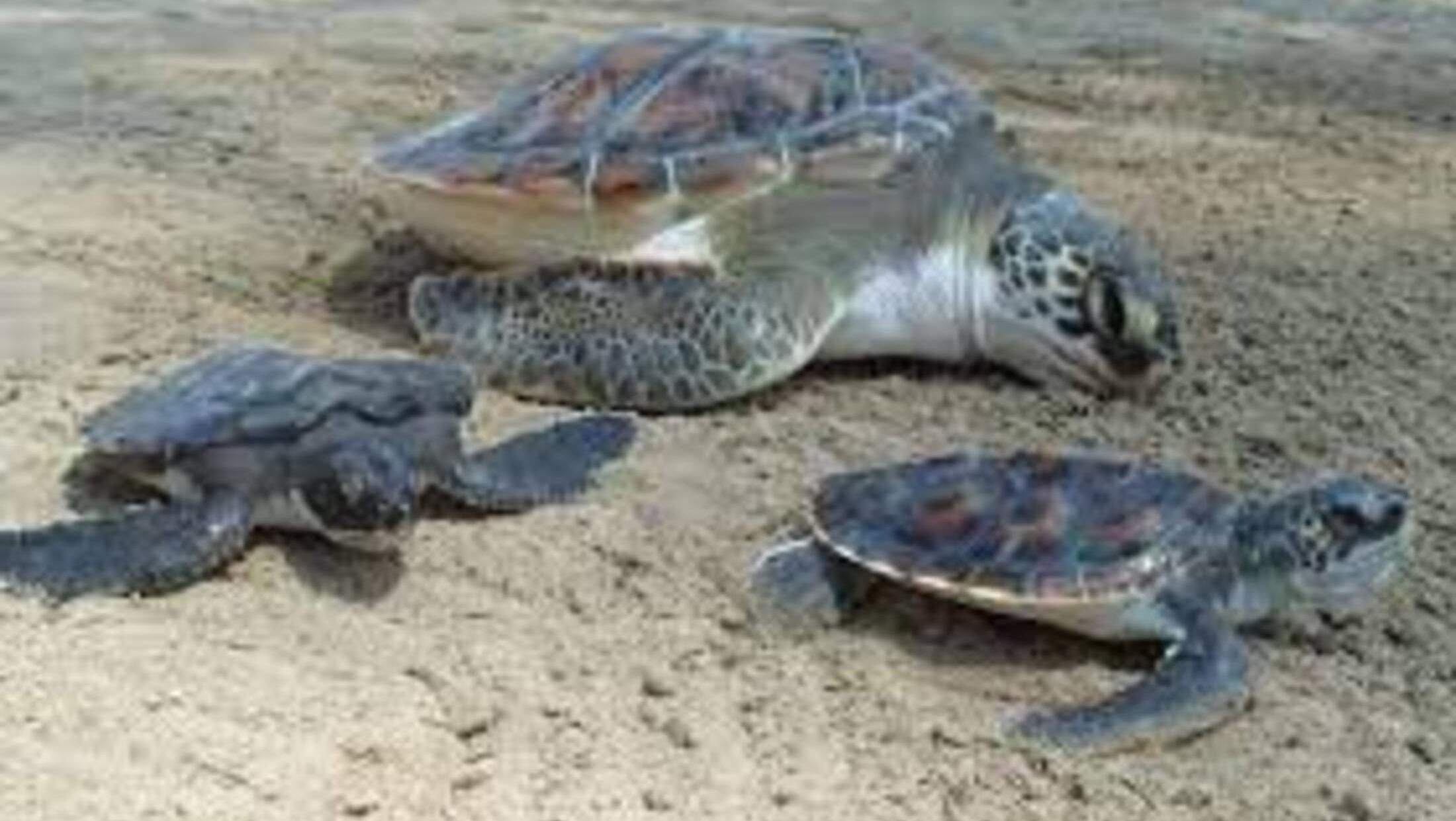 Las 14 tortugas de agua fueron trasladadas desde el parque faunístico Yastay de la capital riojana. (Imagen ilustrativa)