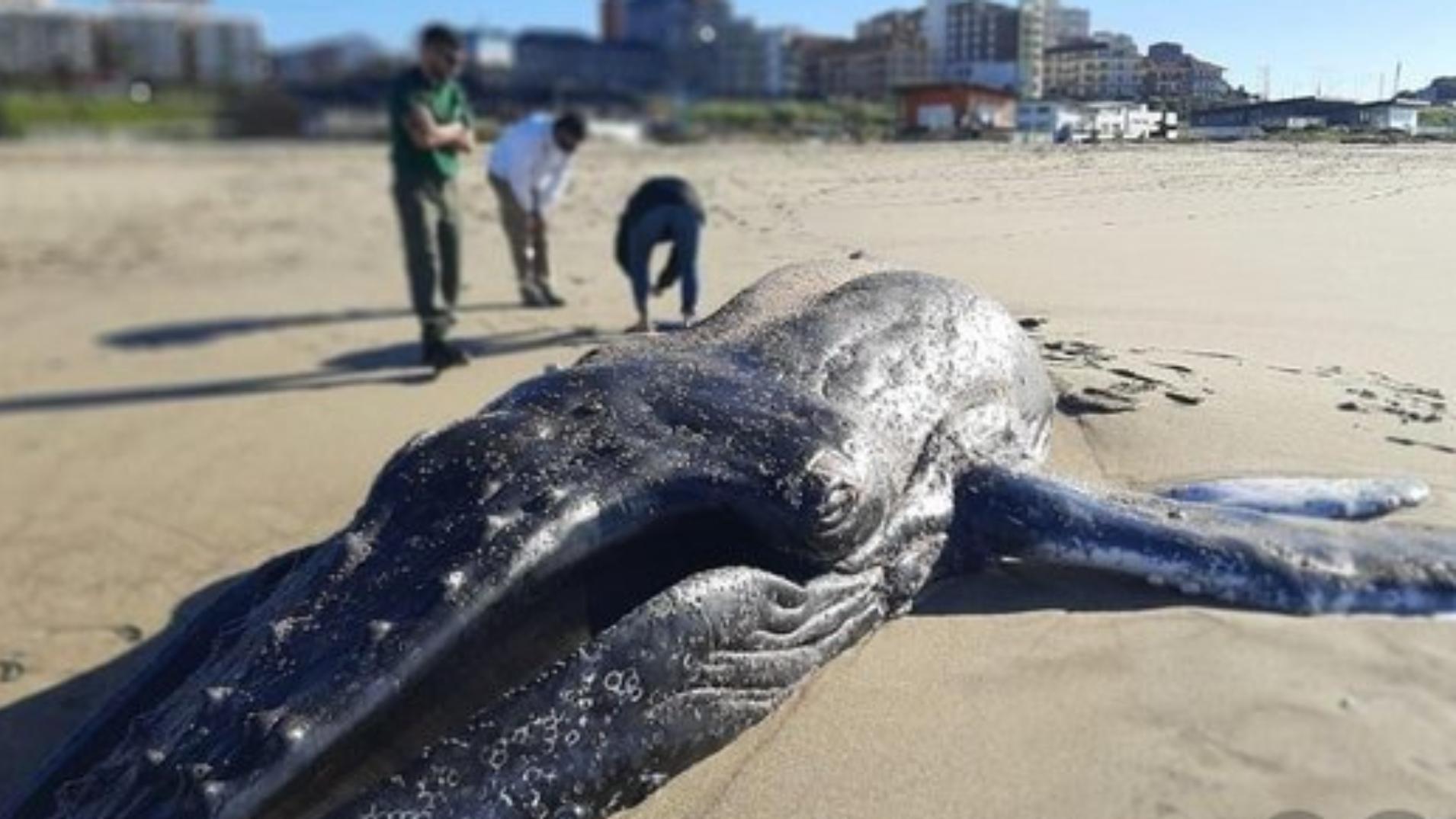 La ballena fue arrastrada por el mar hasta las playas del Faro.