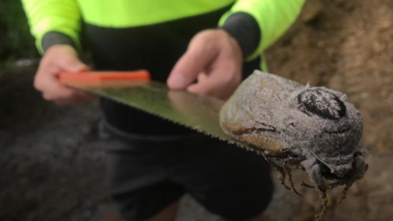 Encontraron una polilla gigante en una escuela primaria de Australia (gentileza ABC)