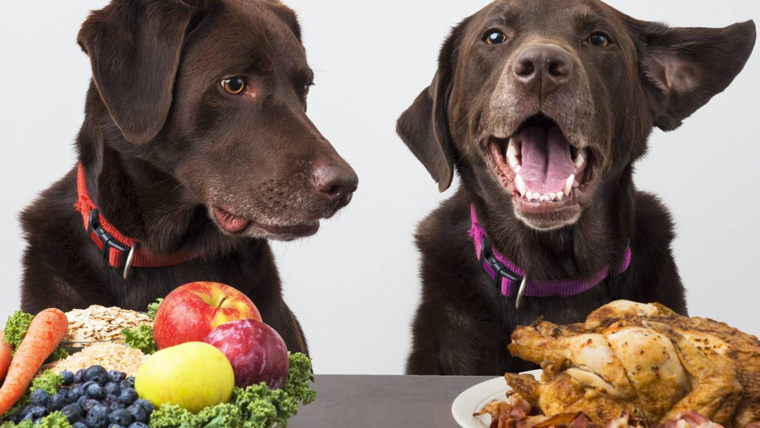 Las mascotas fueron alimentadas con productos sin carne (Imagen ilustrativa).