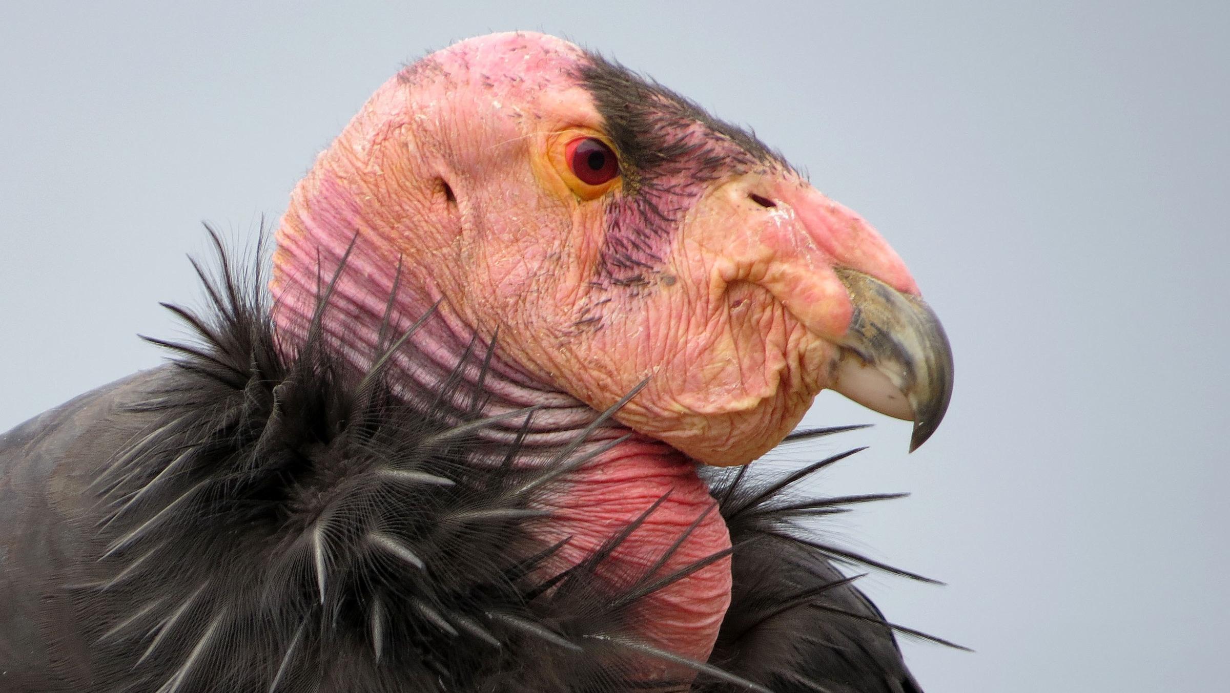 El Cóndor Californiano, la especie que tomó la casa de la familia Mickols.