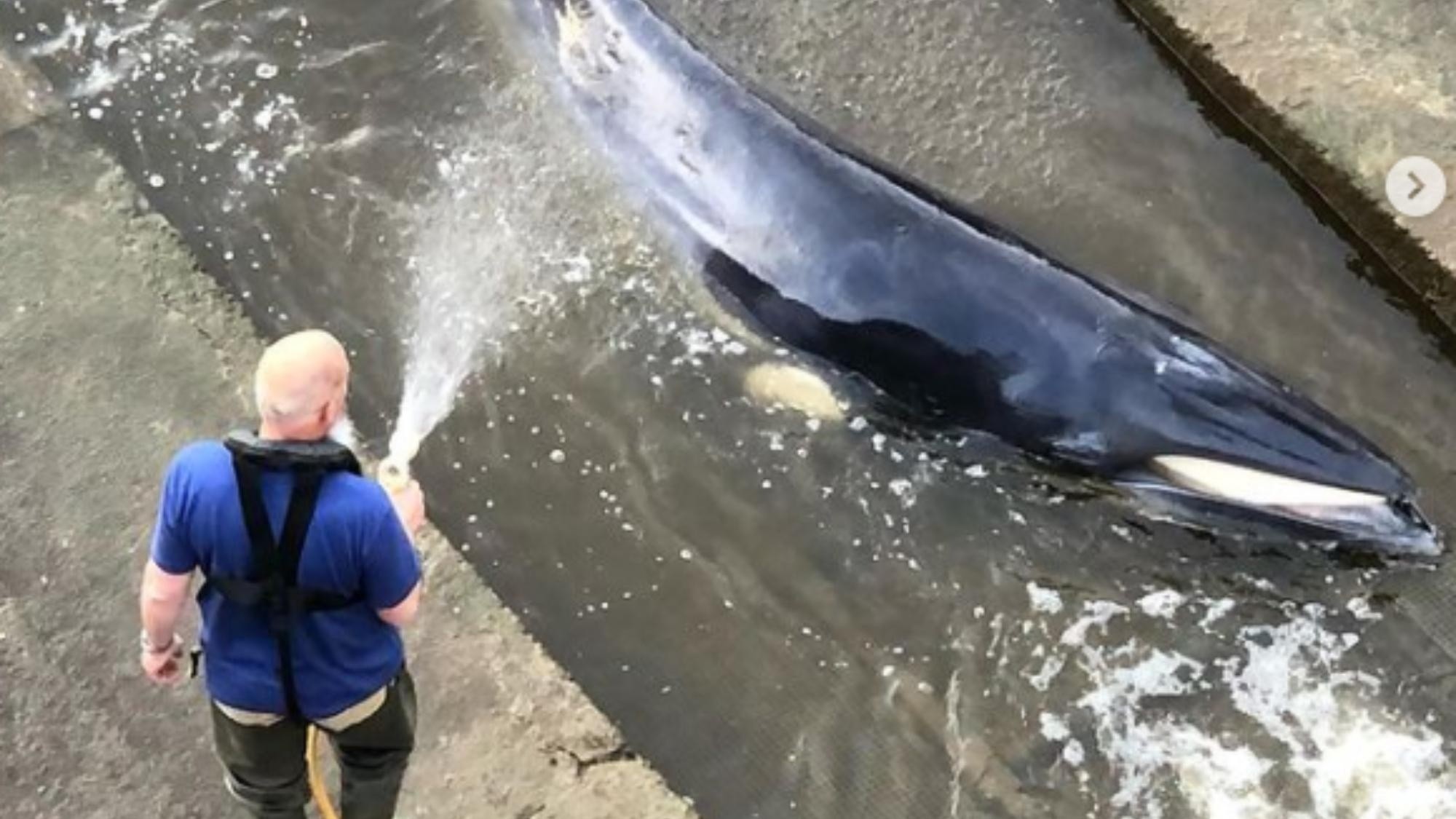 La ballena estaba atascada desde el domingo, y su condición se deterioraba a cada minuto. (Instagram: @dkfitldn)