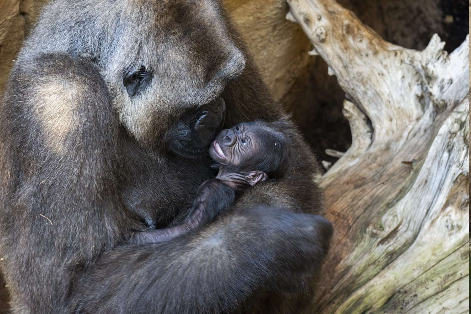 Kiki, una curiosa gorila de 39 años se vio conmovida por la criatura y le regaló a la familia un muy tierno momento (imagen ilustrativa).