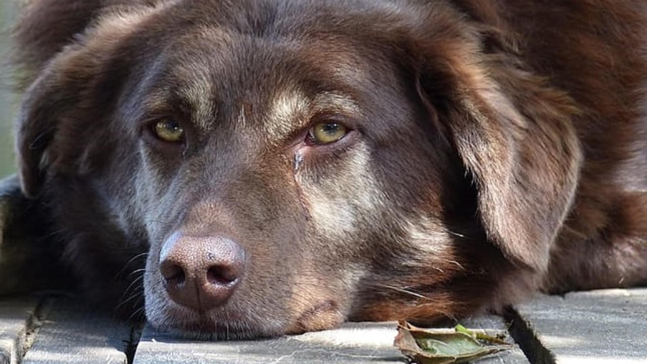 Un hombre asesinó a sangre fría a un perro en San Justo (Imagen ilustrativa. Gentileza: PXfuel).