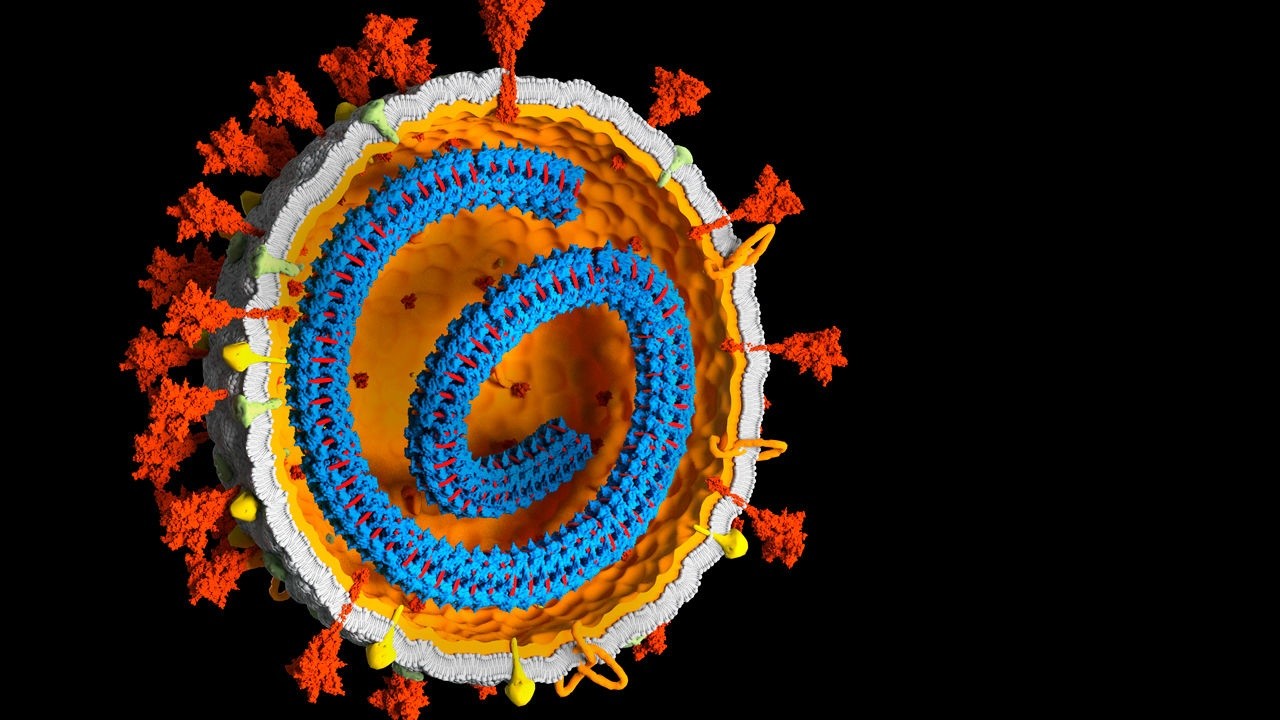 El estudio sugiere que las enzimas en el cuerpo humano pueden copiar la secuencia genética del ARN del virus y copiarla al ADN, generando una mezcla entre genoma humano y viral.