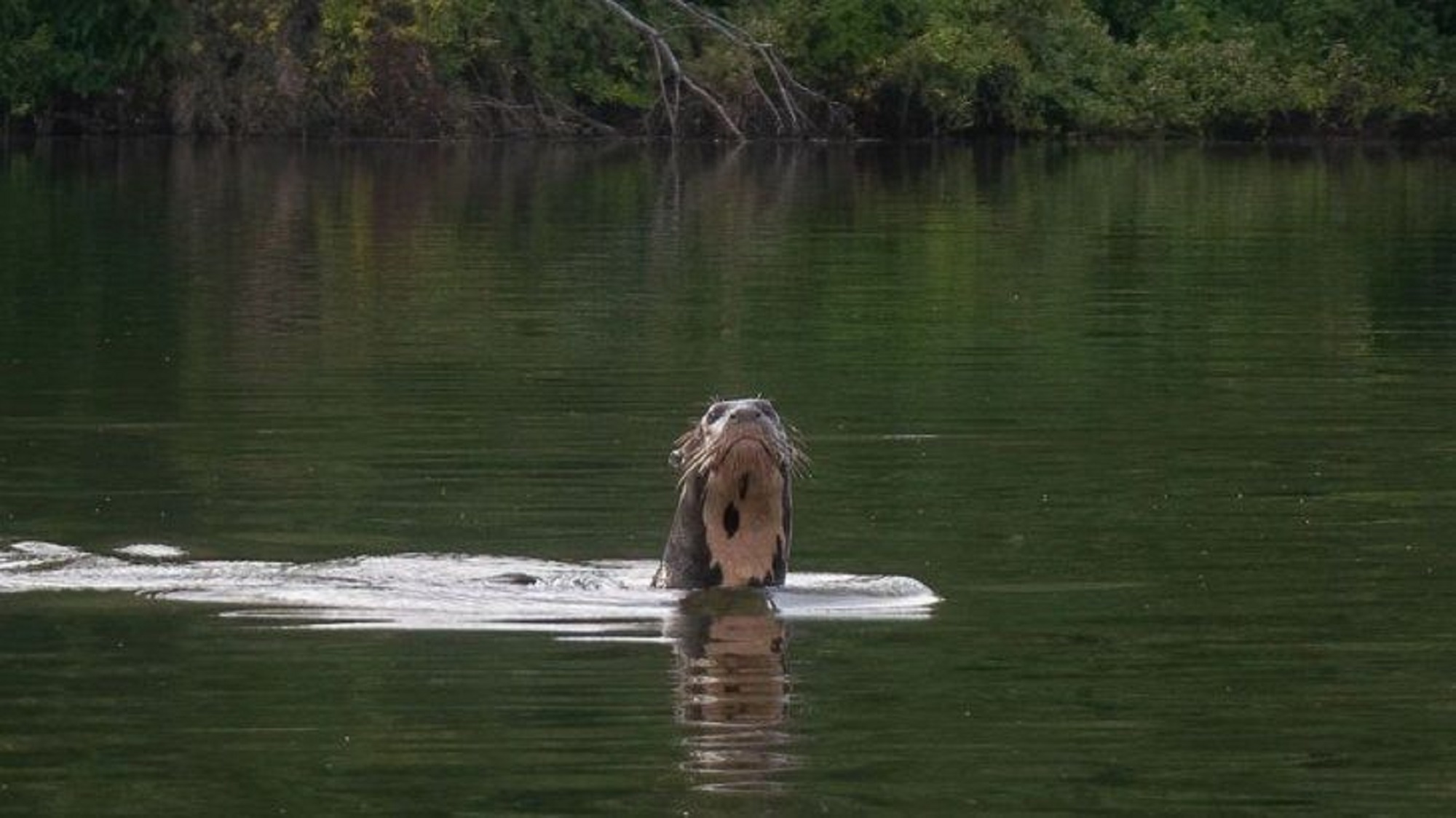 Hasta el momento se pensaba que la nutria gigante estaba extinta en el país. 