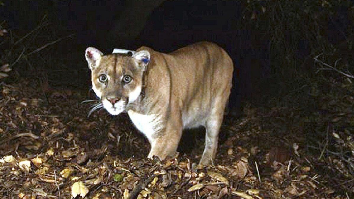 Por el momento, no se han reportado ataques ni conductos agresivas por parte del puma e incluso las autoridades locales estiman que podría haber regresado a su hábitat.