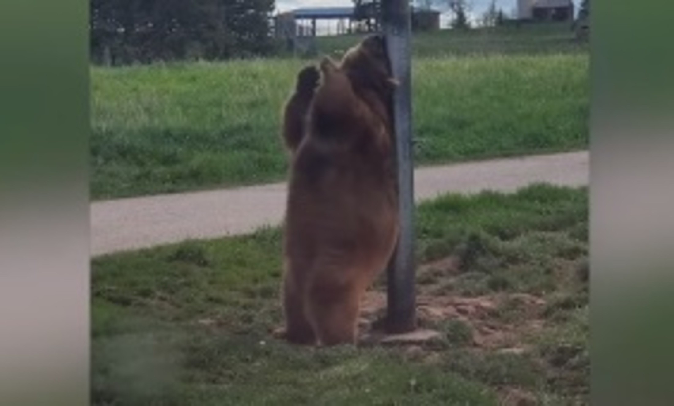 Captaron a un oso pardo haciendo el baile del caño en un poste de luz en Dakota del Norte, Estados Unidos.