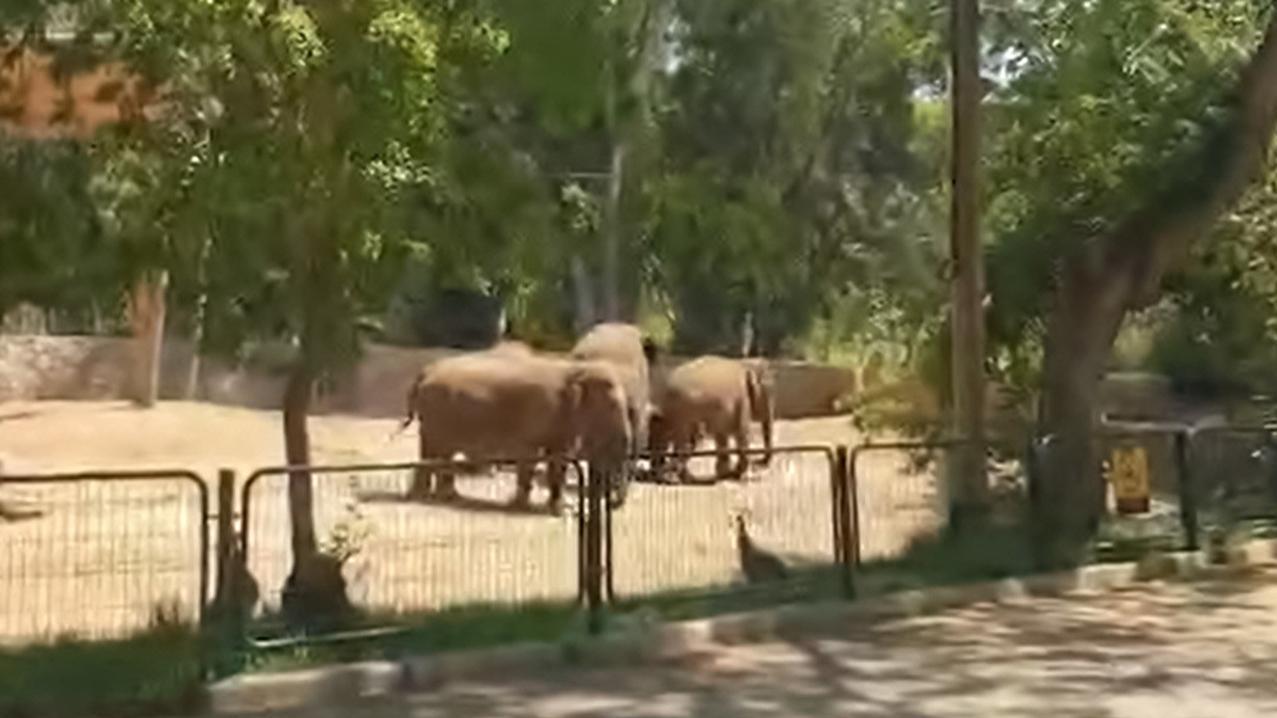 Los animales adultos rodearon a Pele, un elefante de 14 meses.