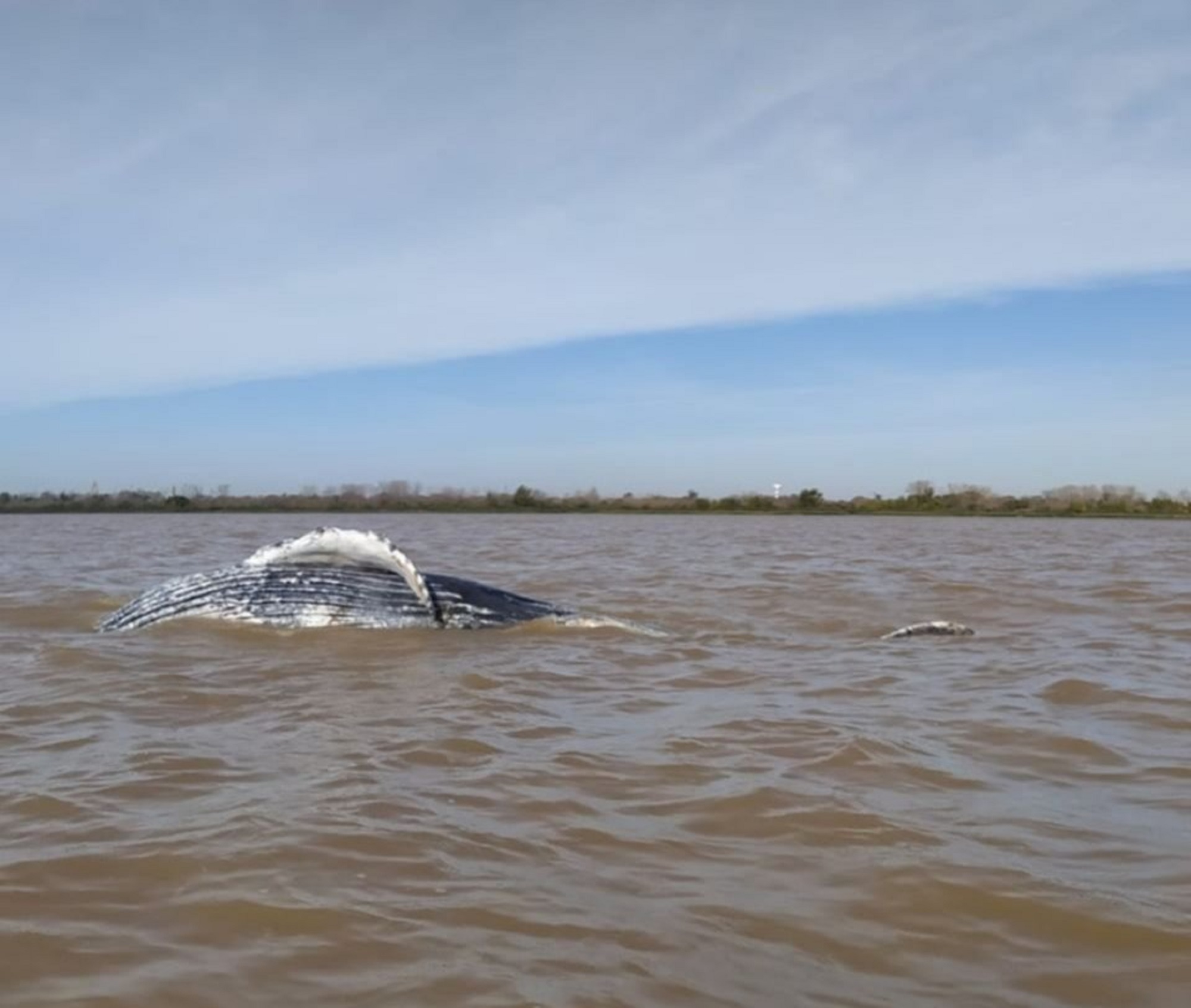 El ejemplar fue encontrado en el Club Gasav- Espigón de Pesca. 