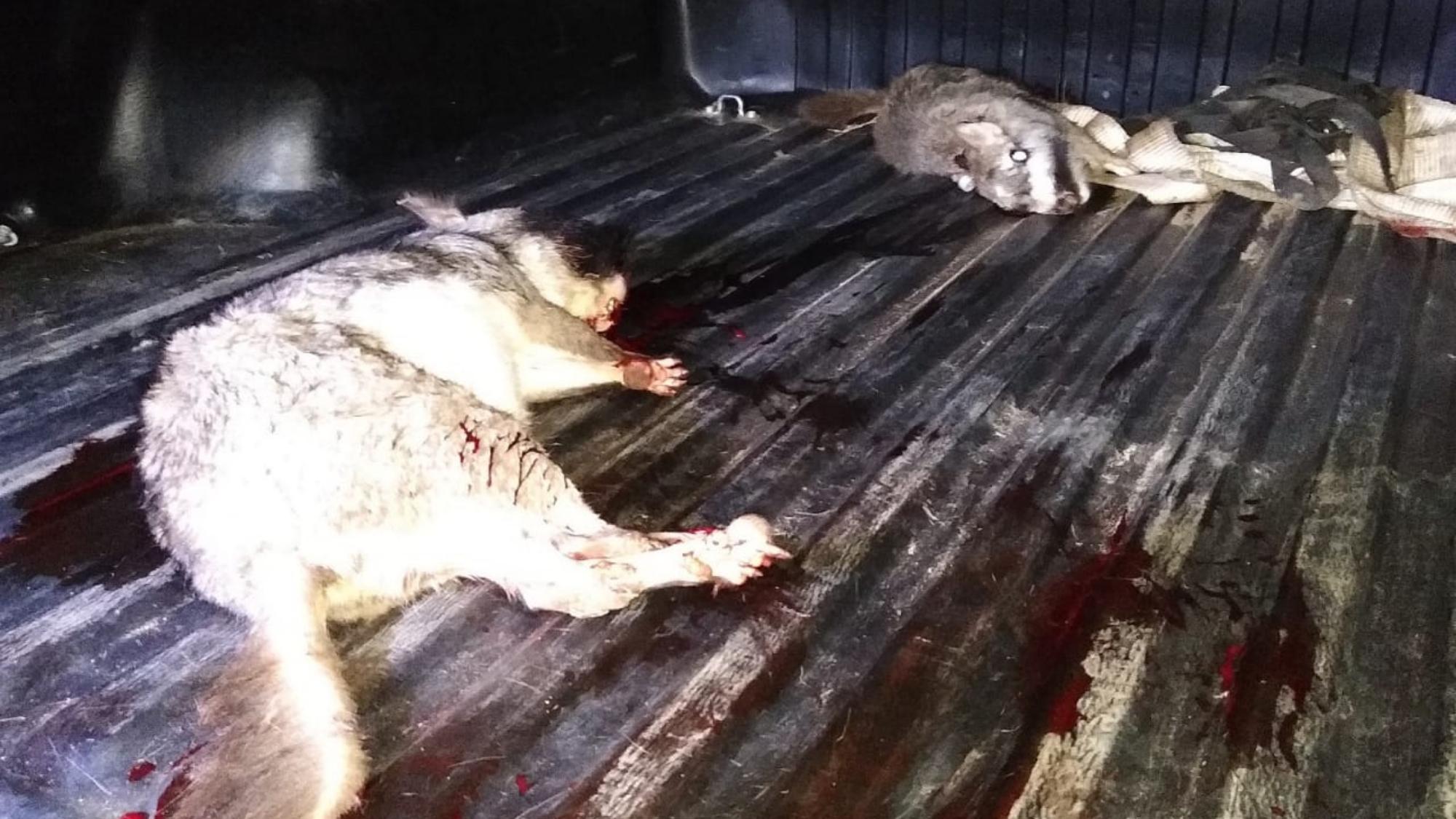 Las vizcachas en estado de agonía que se llevaban los cazadores furtivos.