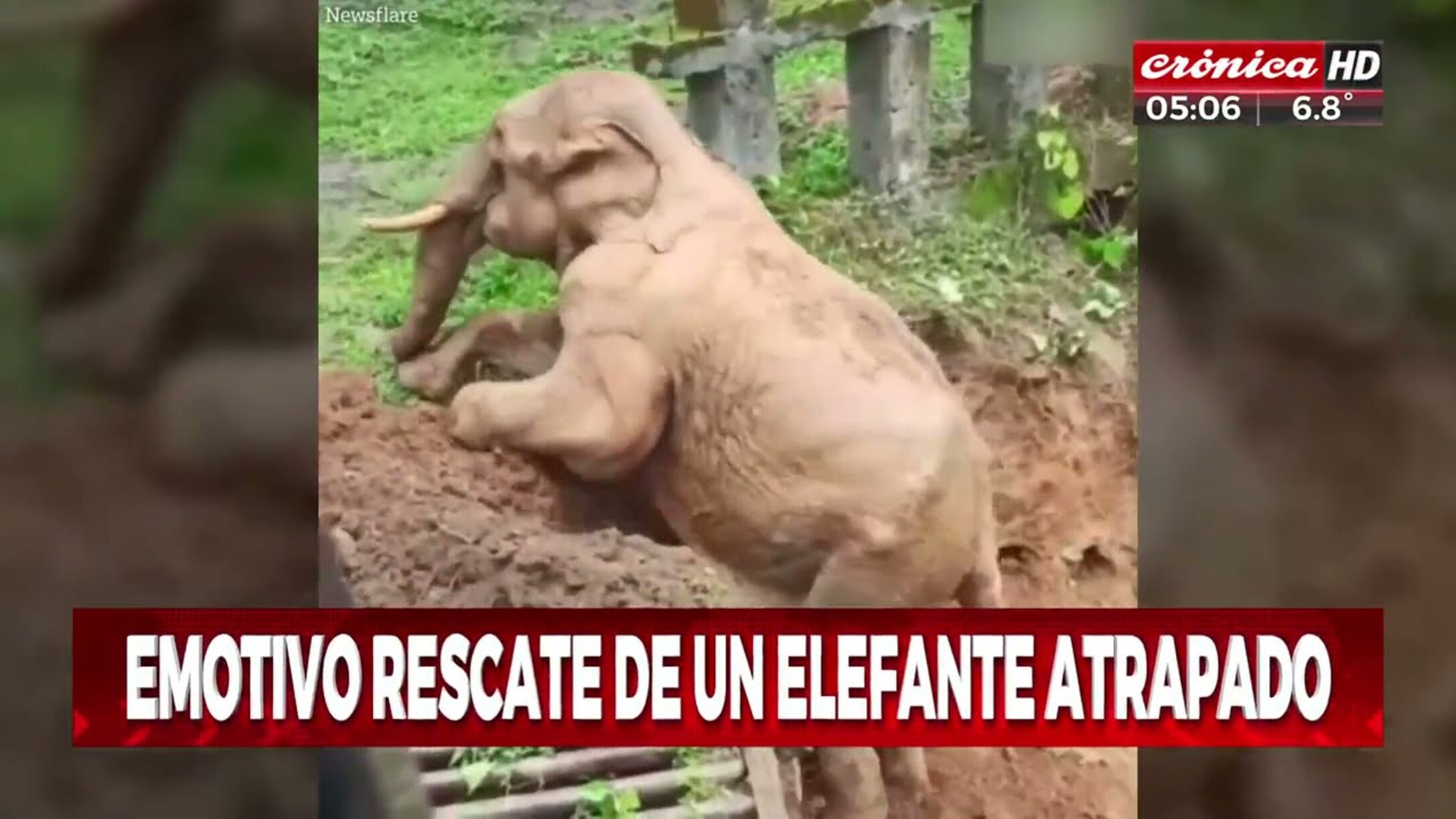 un elefante bebé fue rescatado por una excavadora y este le agradeció / (captura vídeo).