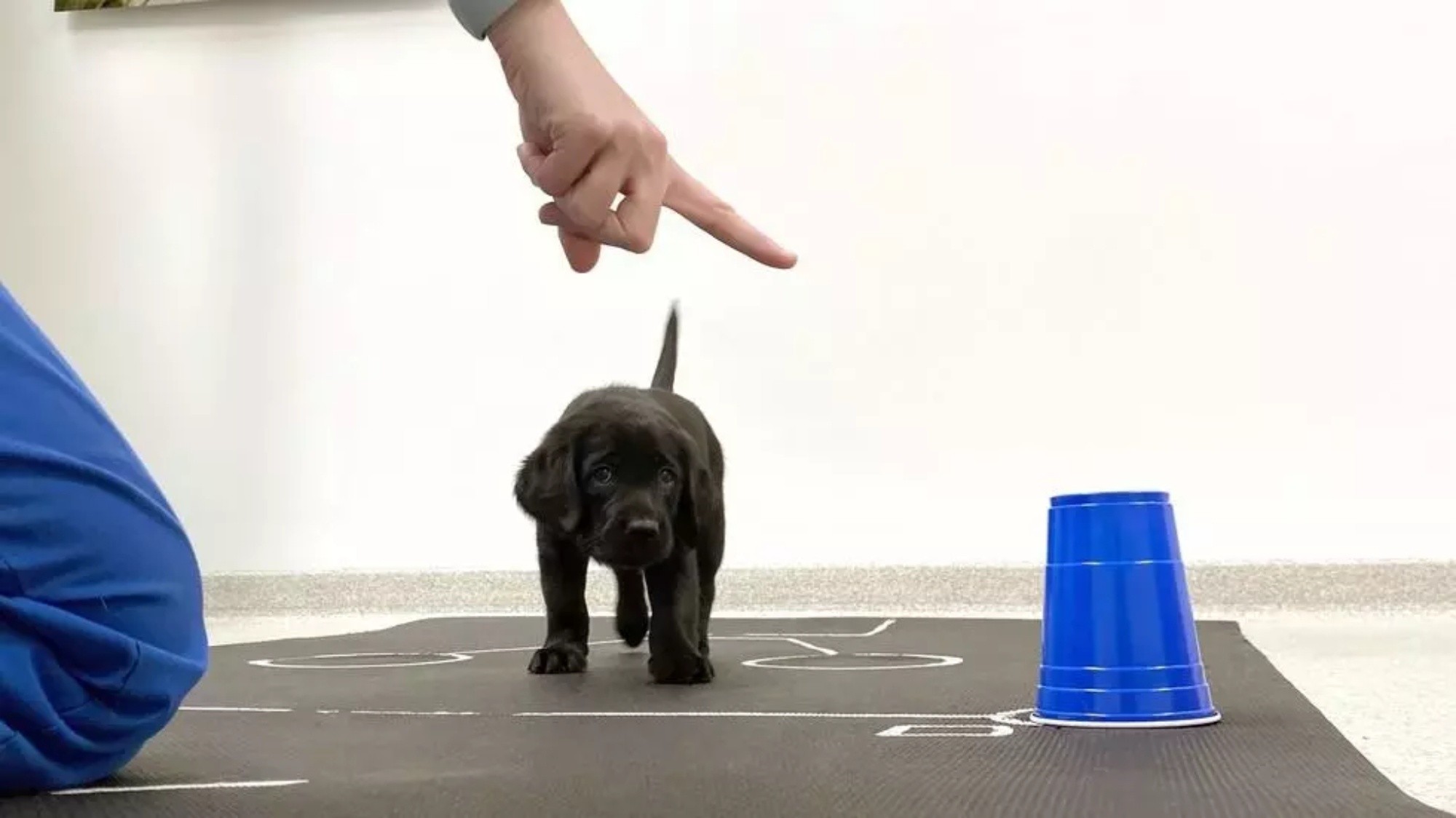 Tras años de investigación, este estudio demostró la habilidad innata de los perros para la comunicación social.