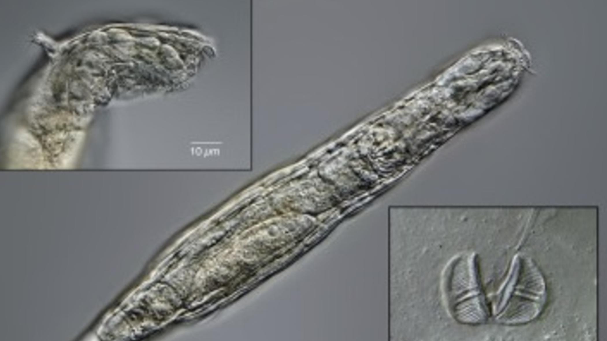 Científicos de Siberia, en Rusia, descubrieron un animal microscópico que estuvo congelado por 24 mil años y volvió a la vida al descongelarse.