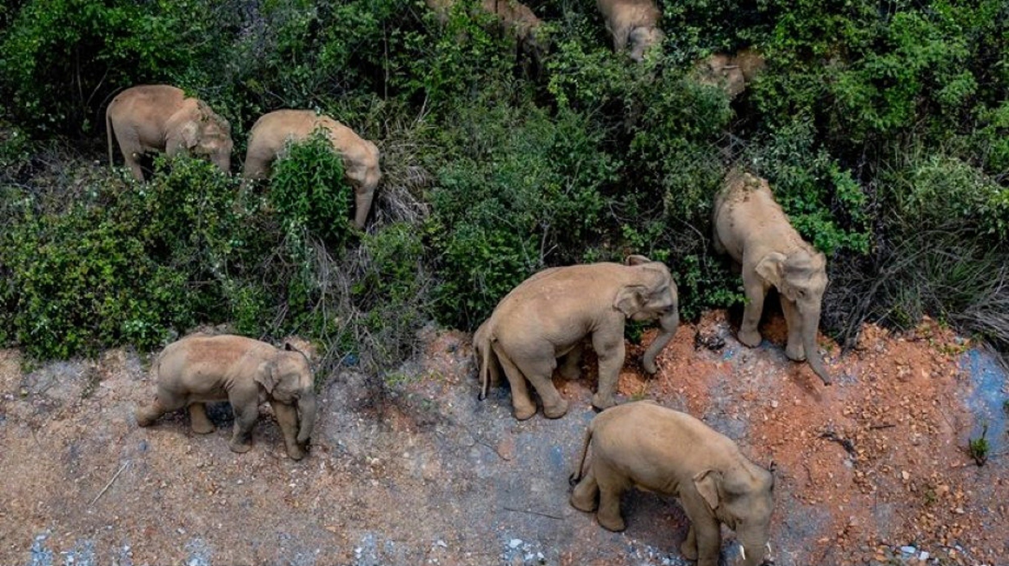 La familia de elefantes que vagaba por China, finalmente volvió a su reserva natural.