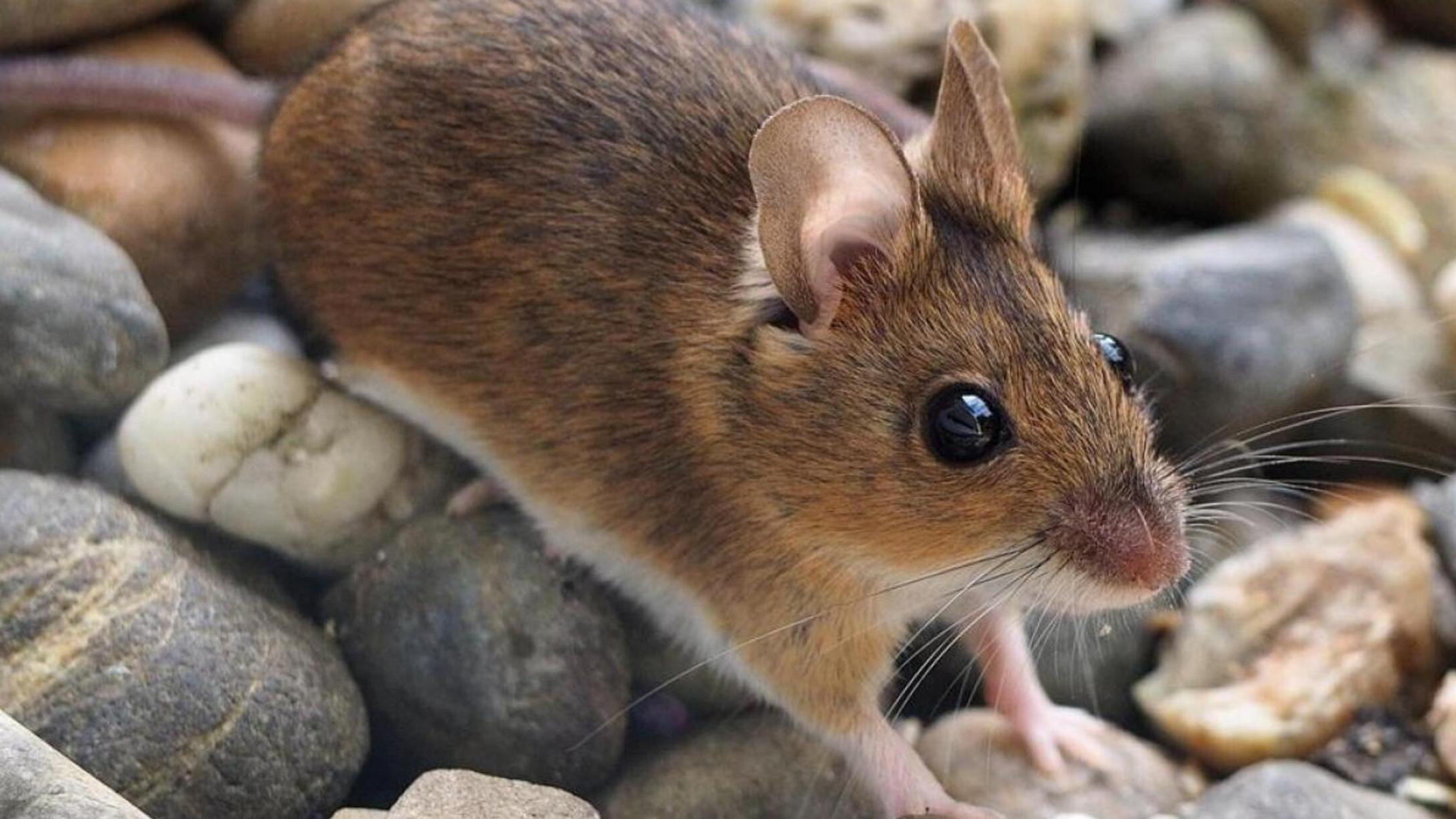 La plaga de ratones ocasionó pérdidas en la cosecha (imagen ilustrativa). 