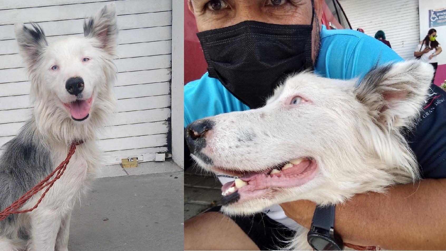 Este es Blue, el perrito siguió a hombre que fue a votar y consiguió que lo adoptaran.