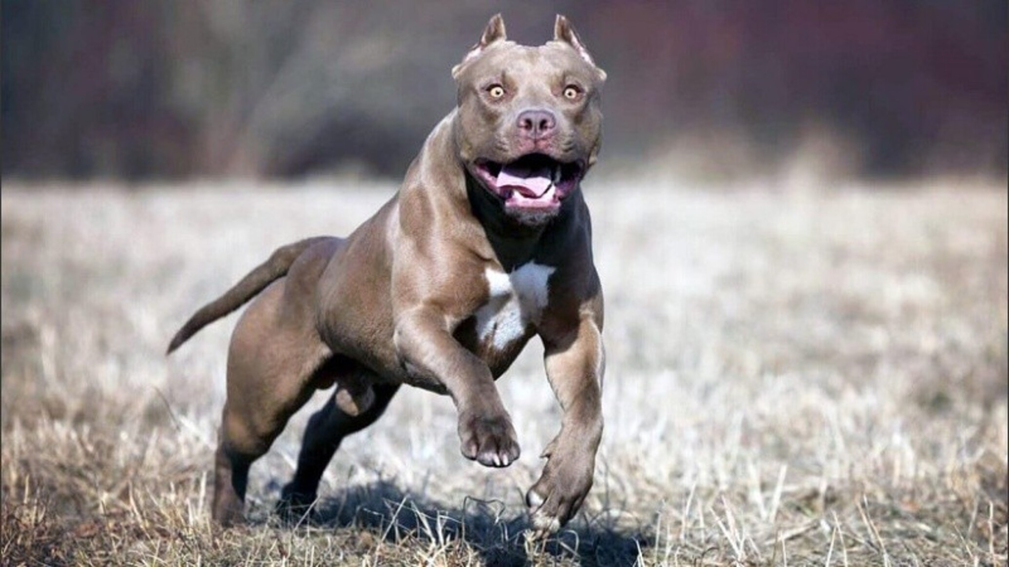 La mujer de 83 años fue atacado por el perro mientras caminaba por Hurlingham (imagen ilustrativa).