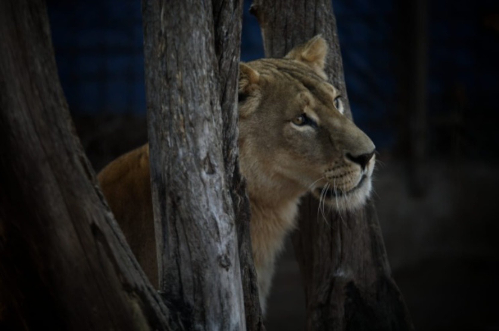 A su vez, se está investigando el posible traslado de un oso que habitaba en el predio, que habría terminado de manera irregular en un zoológico.