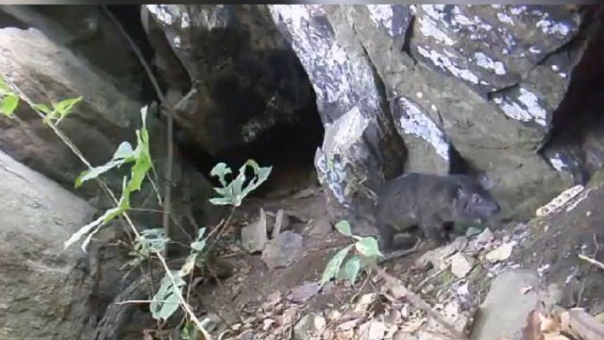 Los “Dendrohyrax interfluvialis” son animales nocturnos que habitan los bosques húmedos del África. 