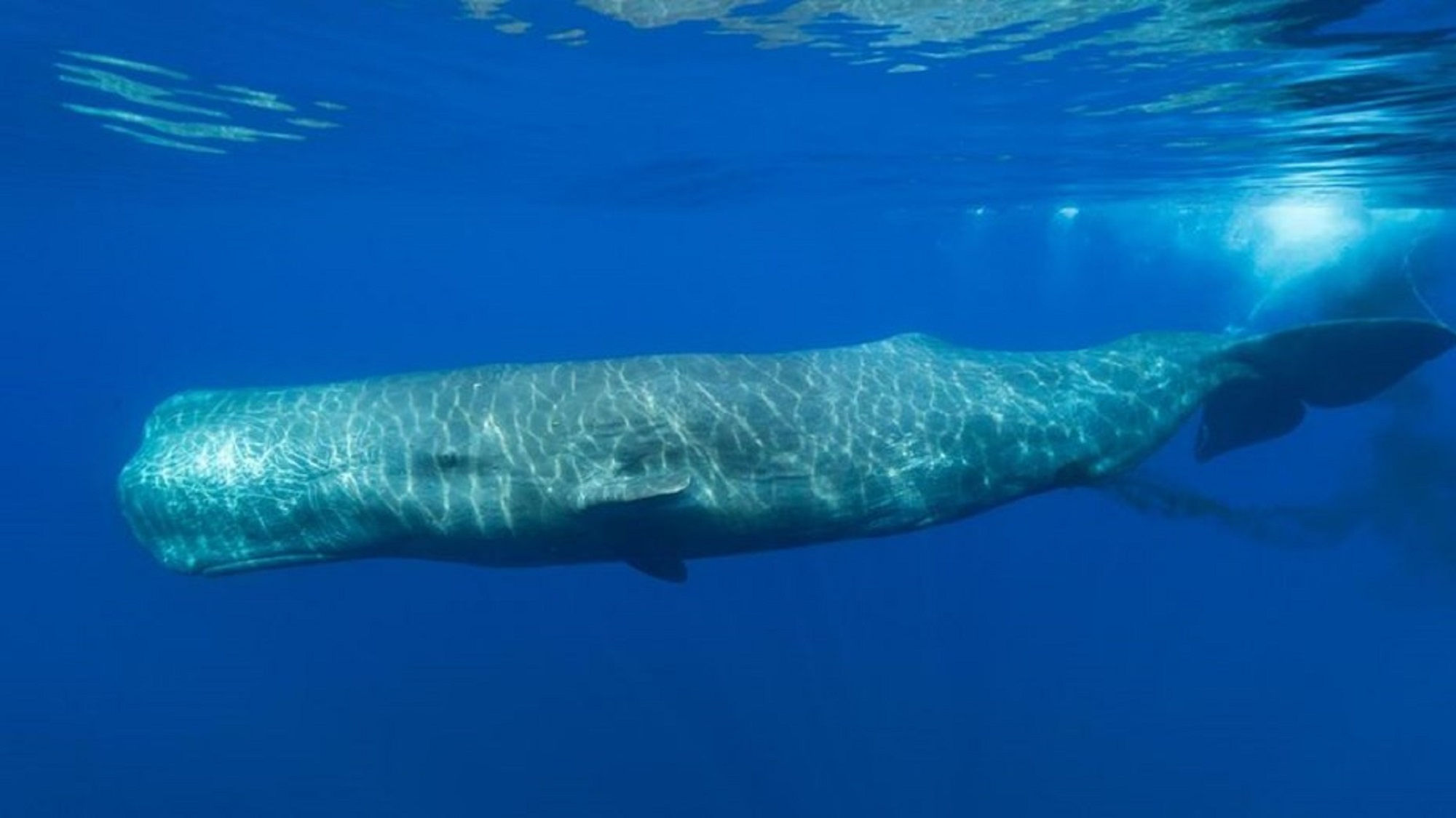 Los pescadores encontraron al cetáceo y lo arrastraron hasta la orilla, donde lo cortaron en lonchas.