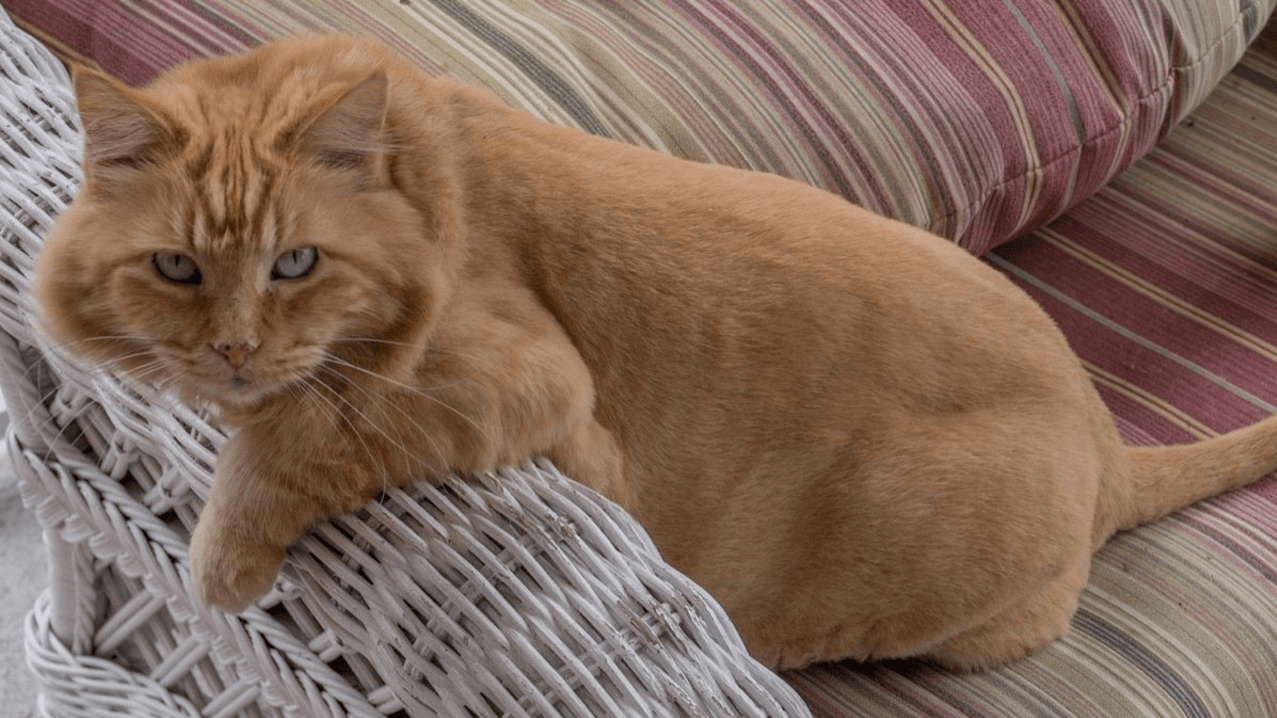 La dueña del gato grabó a su mascota y a la araña hasta que sucedió algo sorprendente (Imagen ilustrativa).