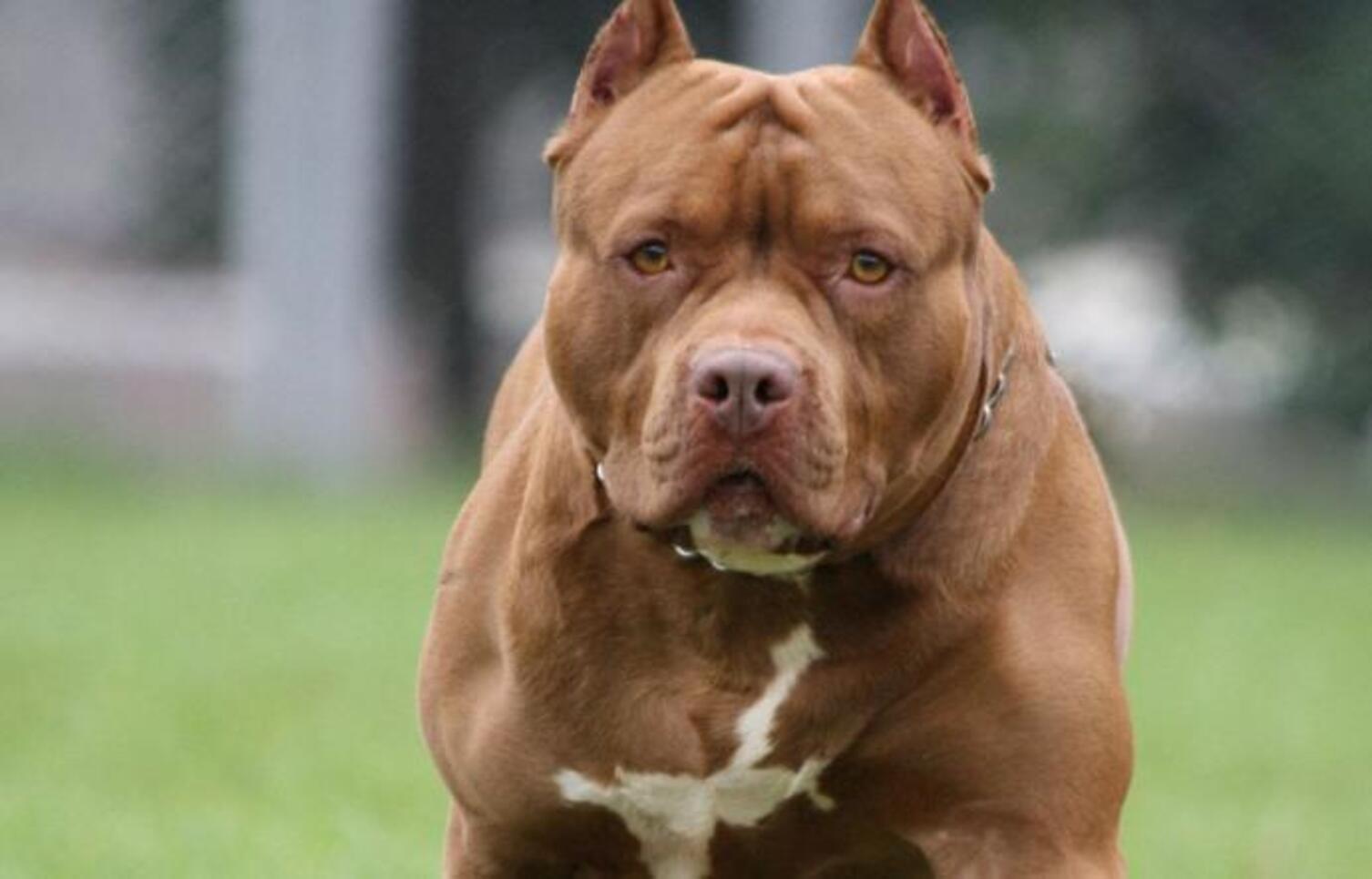 Pitbull atacó y mató a la mascota de un policía y fue ejecutado para evitar que mordiera a otras personas (imagen ilustrativa).