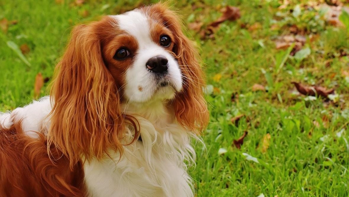 La policía que encontró al perro se mostró muy contenta por devolverle su amigo a la señora. 