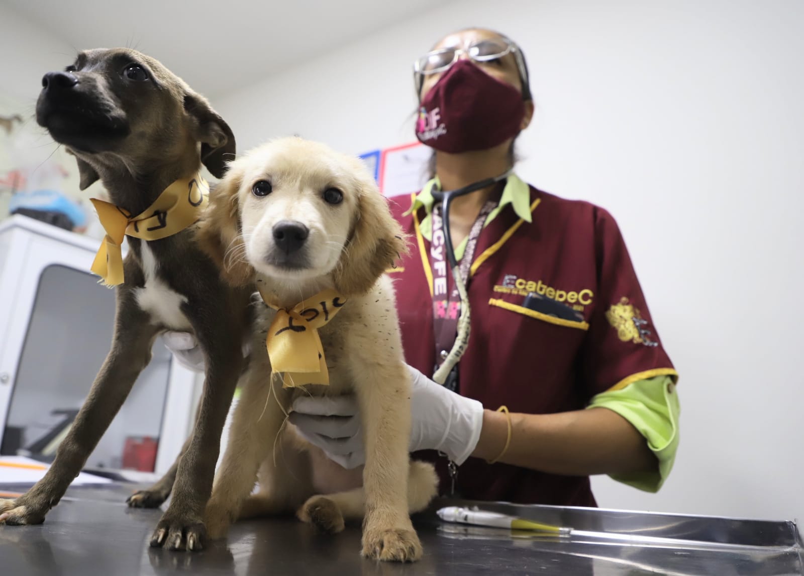 Los perros vivían entres sus heces y estaban malnutridos.