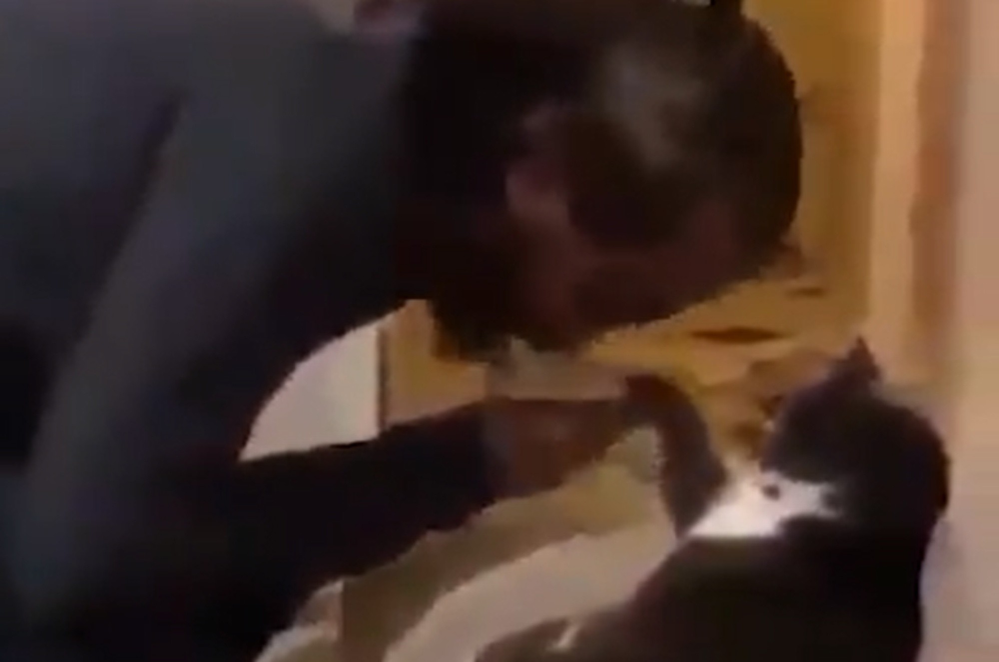 La actitud del felino recordó a los internautas de una famosa escena del cine.