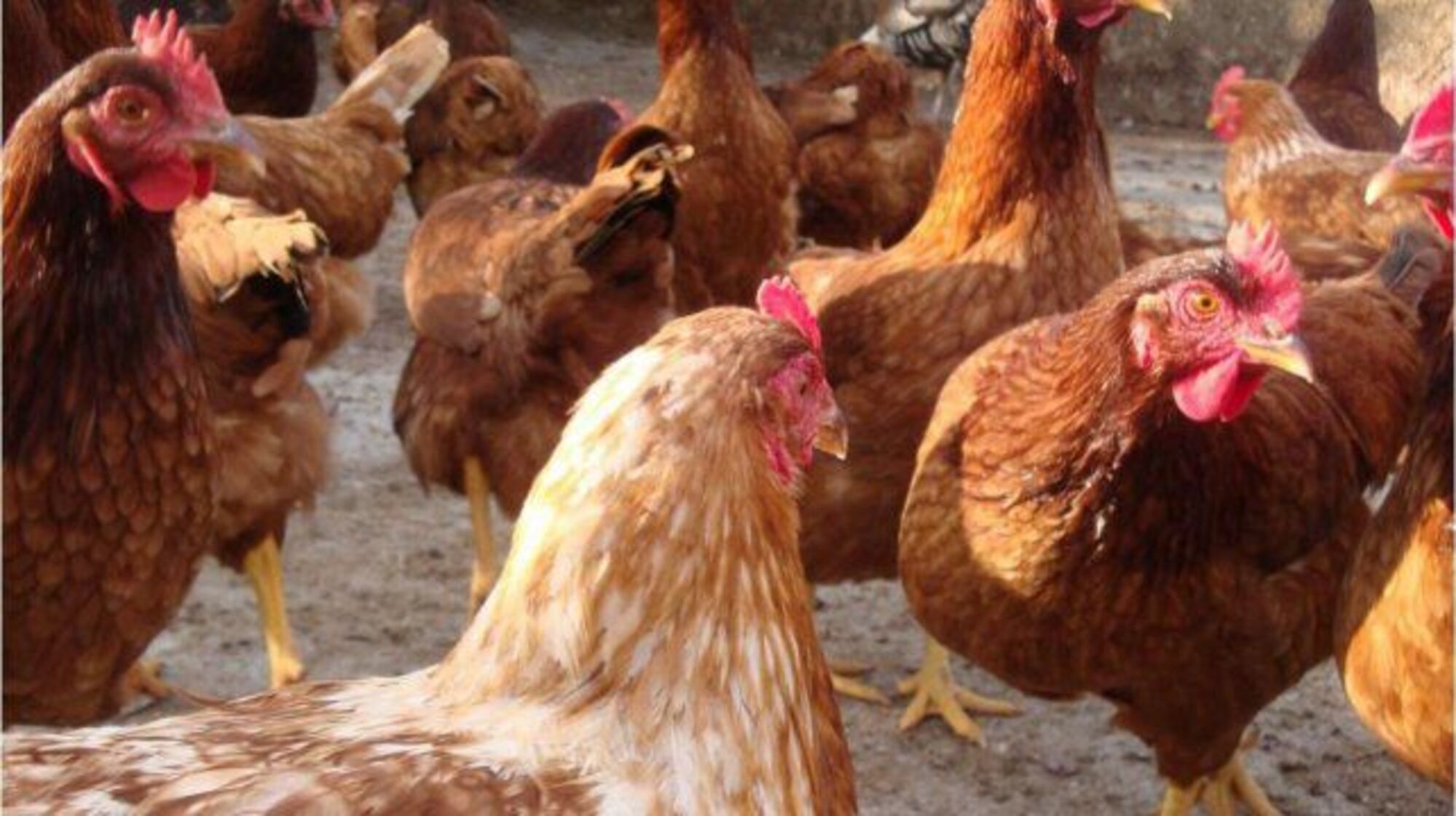 700 gallinas matadas a a golpes