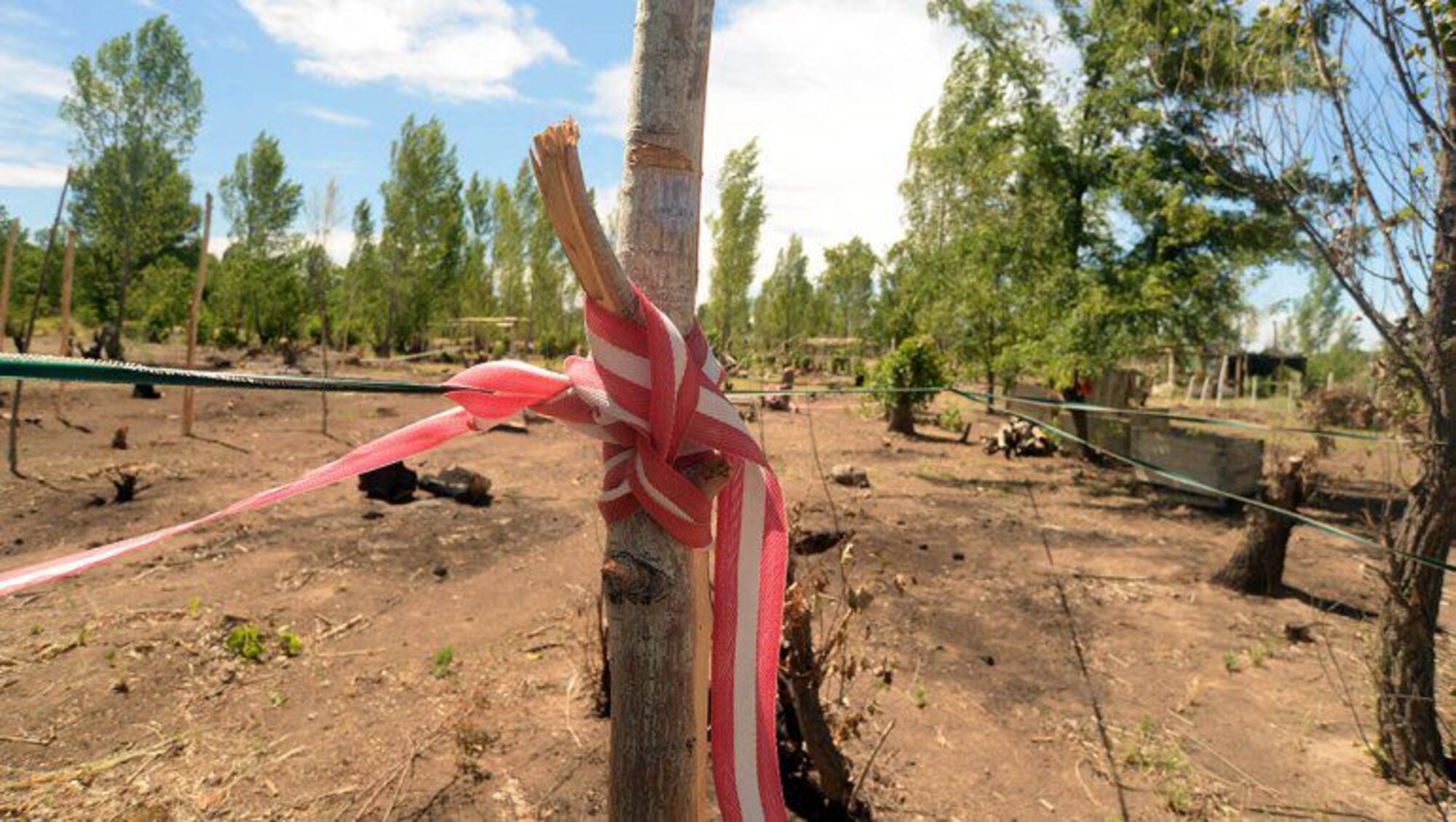 36 hectáreas fueron usurpadas